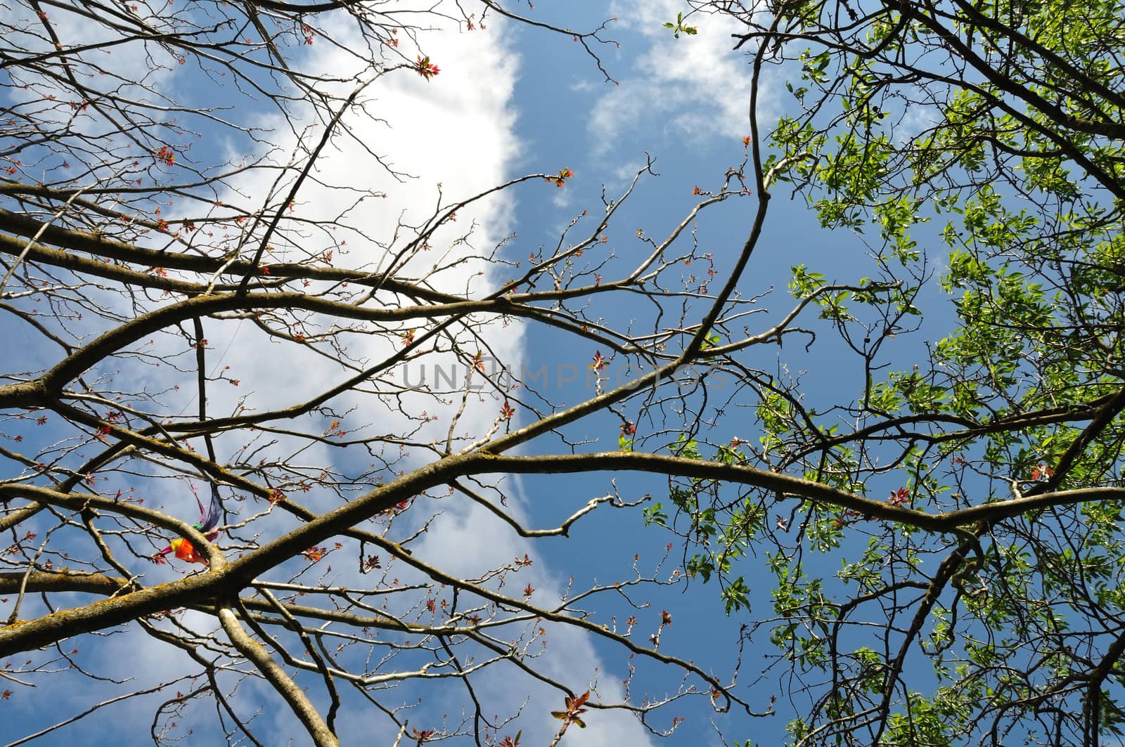 Small kite tangled on tree branches. Abstract background.
