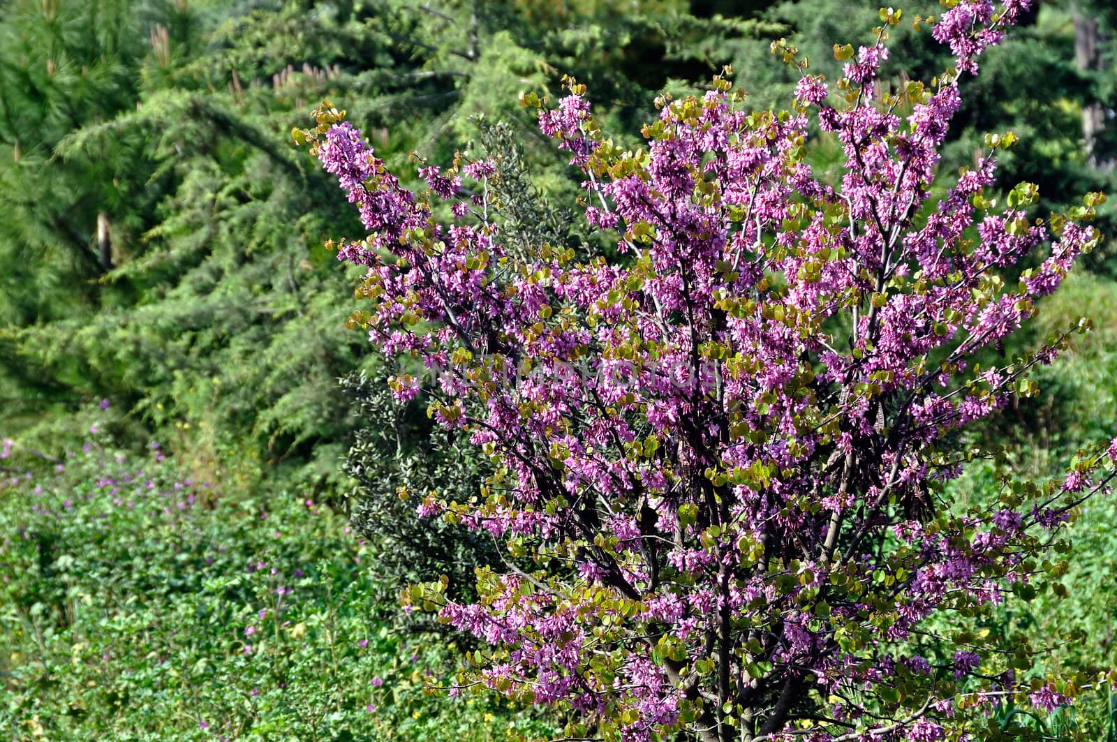 Blooming lilac plant which flowers only for a couple of weeks in May. Spring colors.