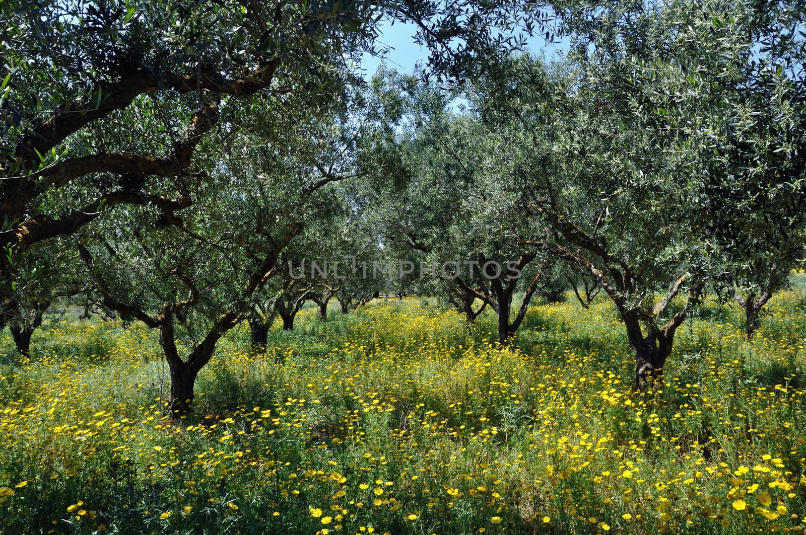 Olive trees plantation and wild flowers. Springtime in the countryside.