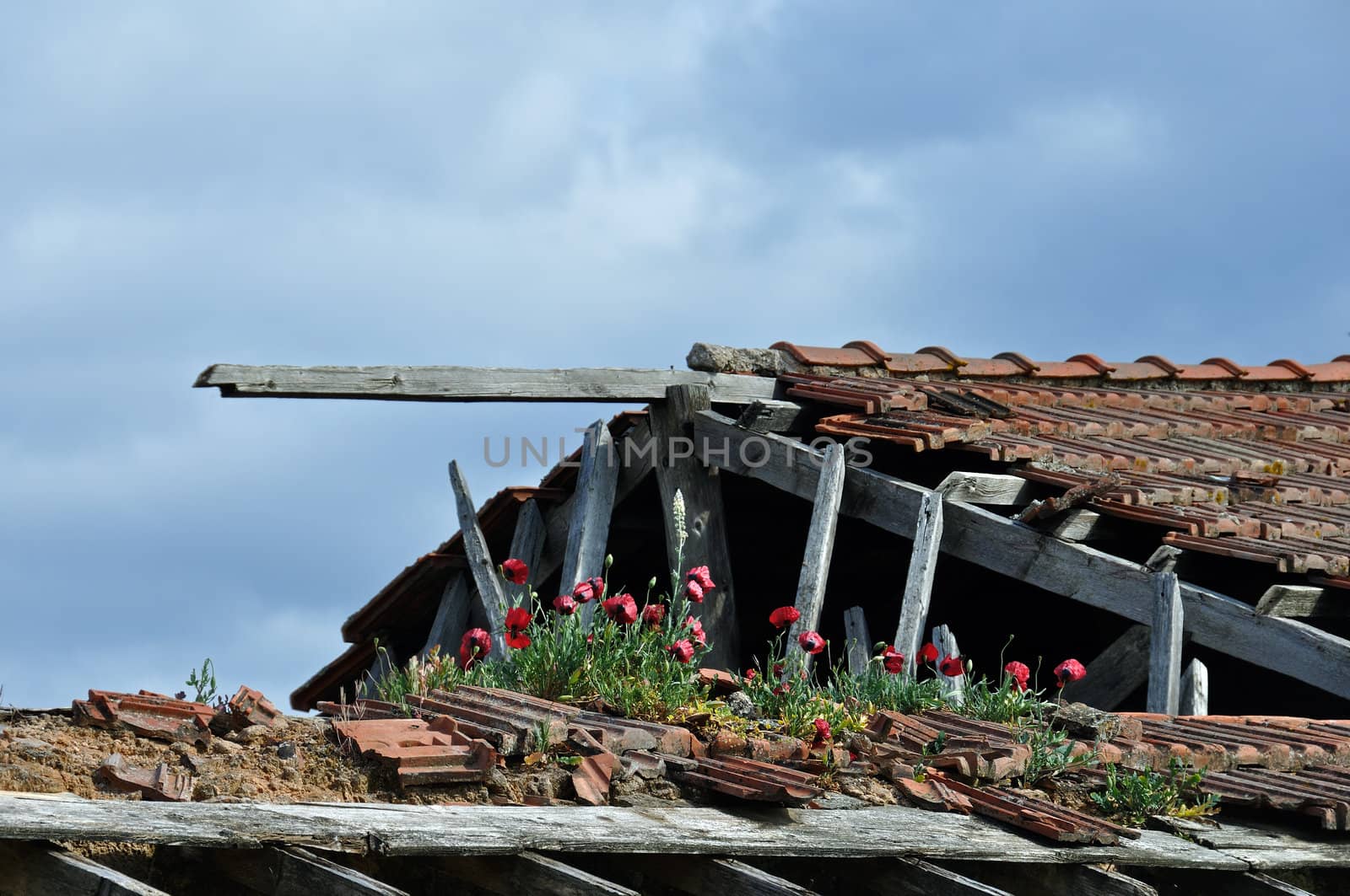 Red flowers growing on the crumbling tiled roof of an abandoned house.