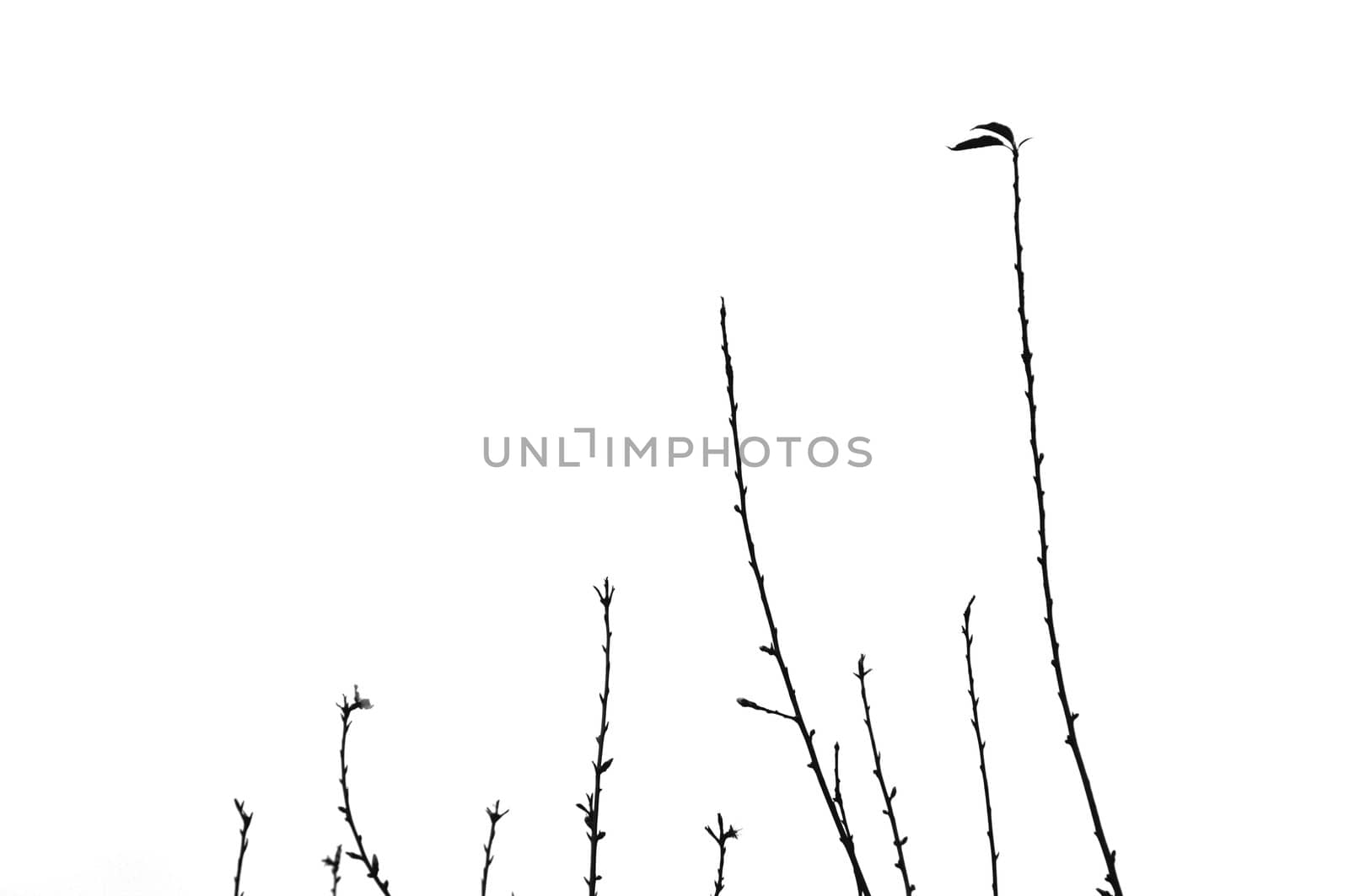 Twigs silhouette of leafless branches on white background.