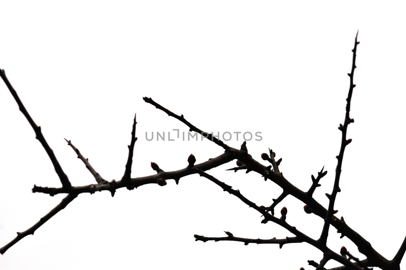 Twigs with buds silhouette of leafless plant on white background. Selective focus.