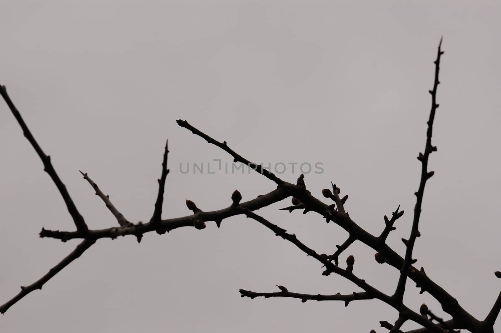 Twigs with small buds silhouette of leafless plant in the winter. Selective focus.