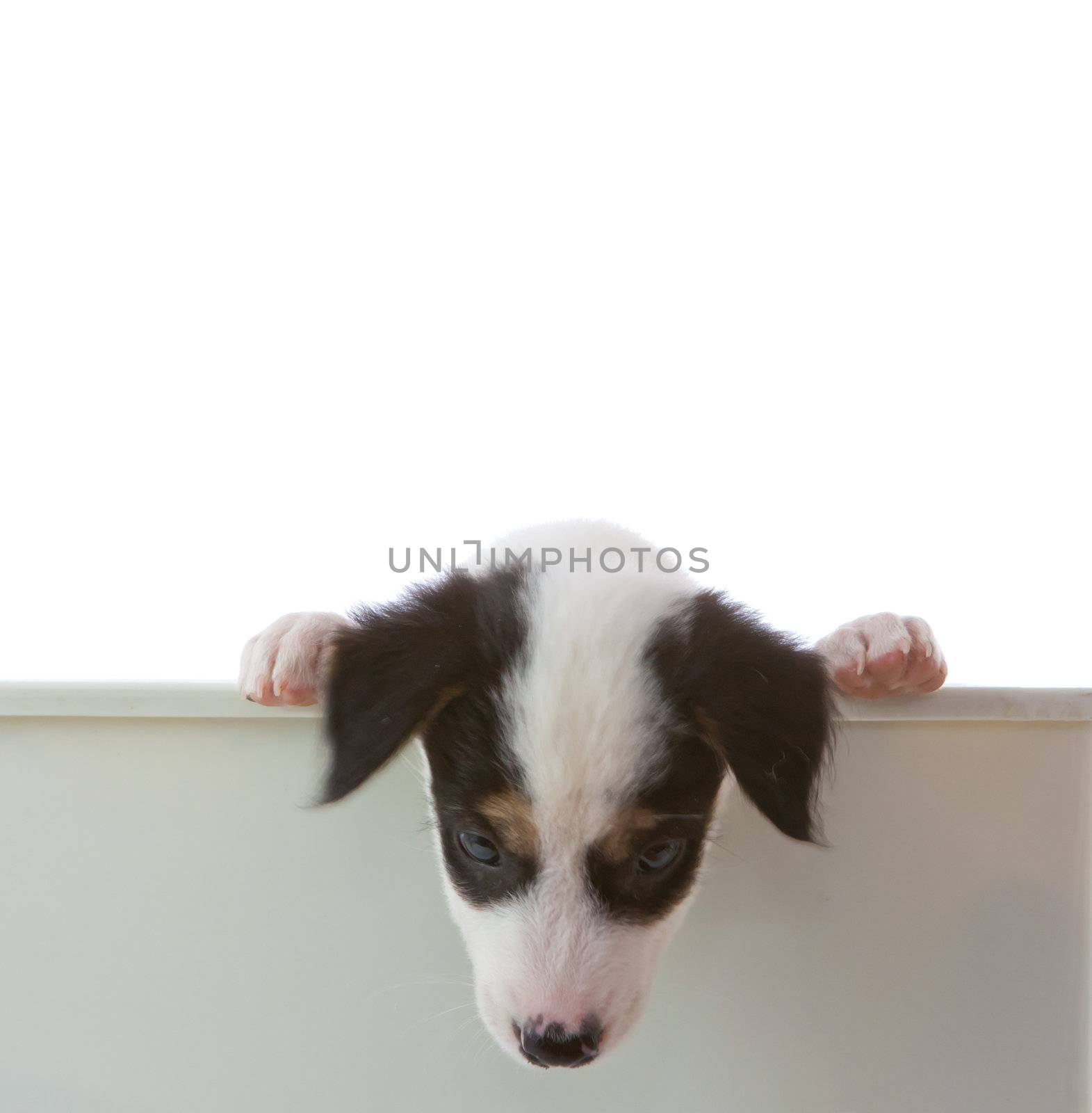 dog with empty board on white background