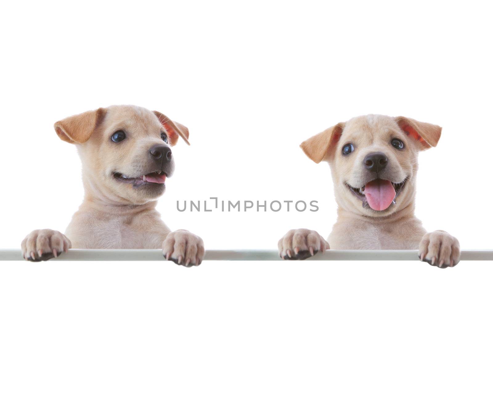 Two dogs with empty board on white background