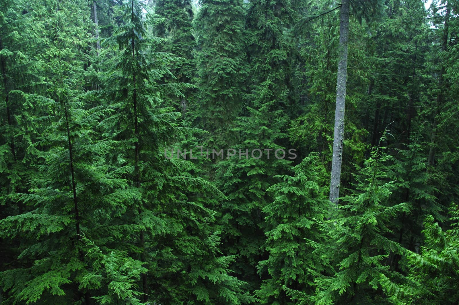 Dense cedar rainforest of the Pacific Northwest