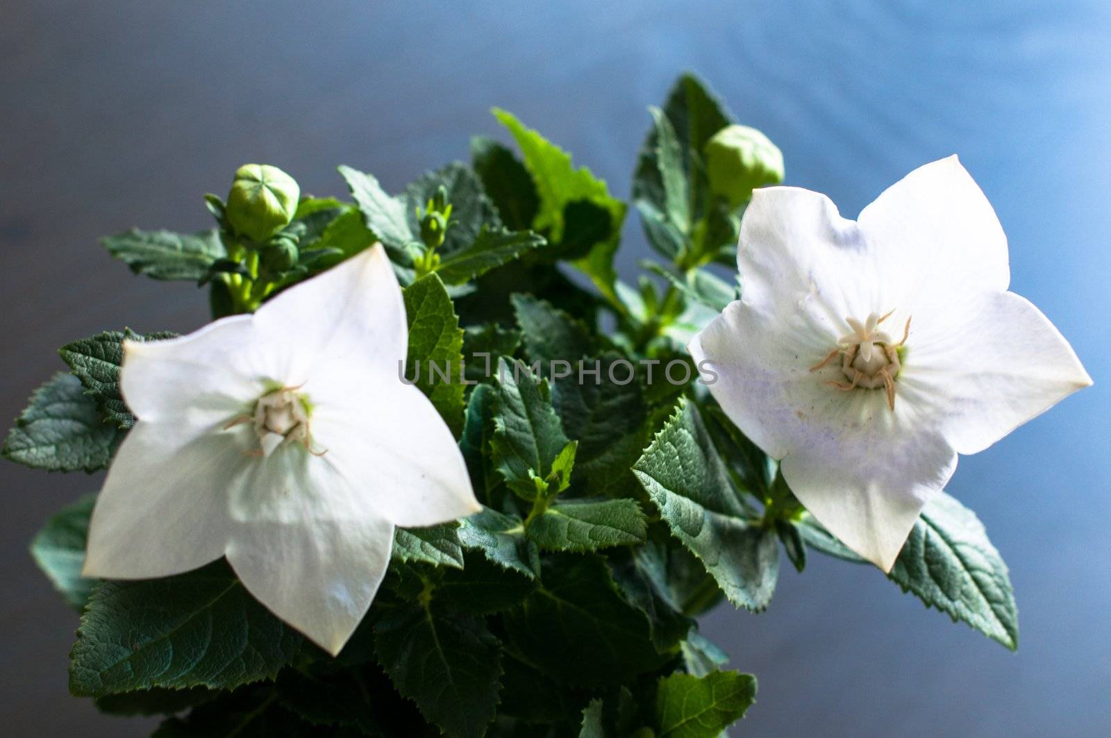 Chinese bellflower or Platycodon grandiflorus with beautiful white blossoms