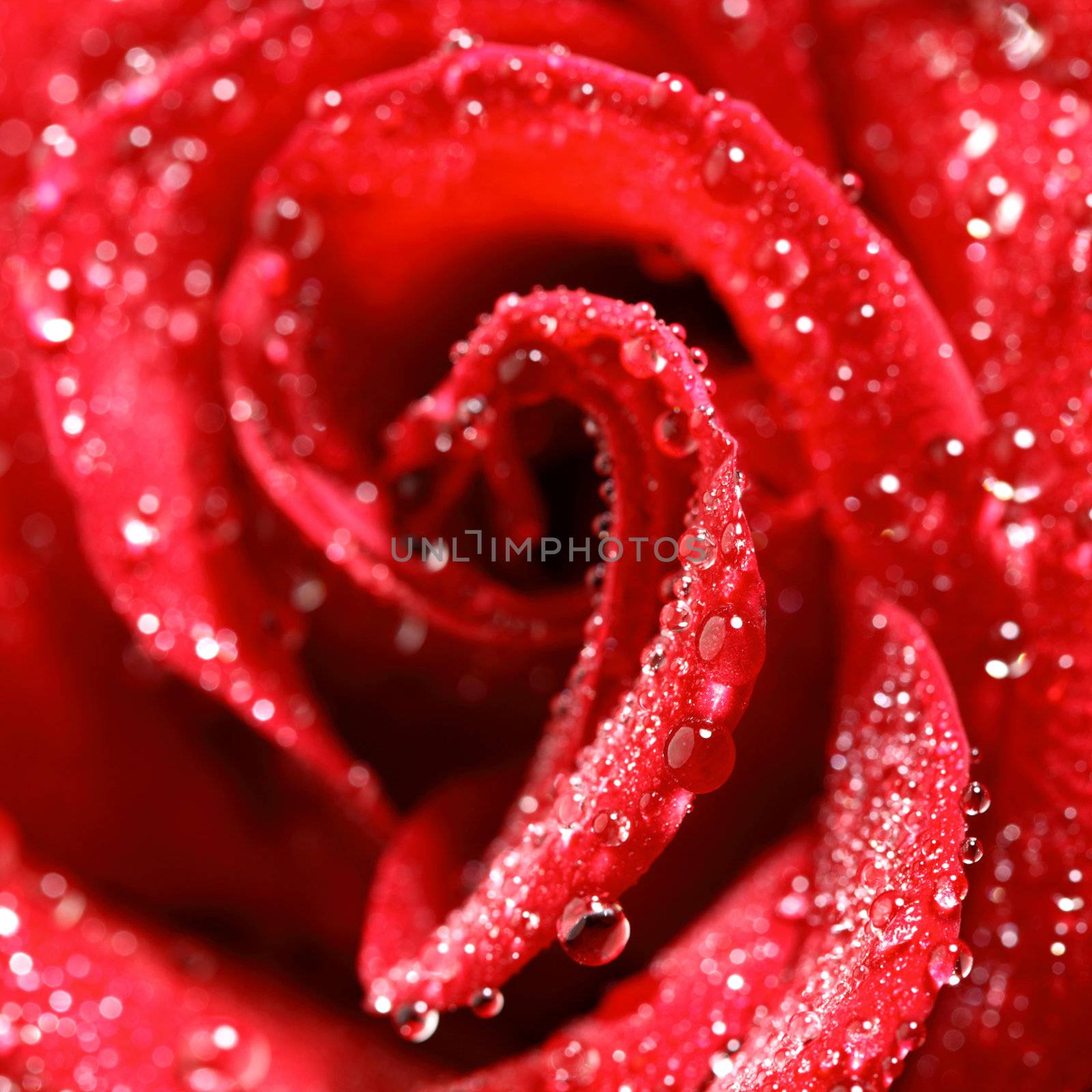 red rose in water drops macro close up