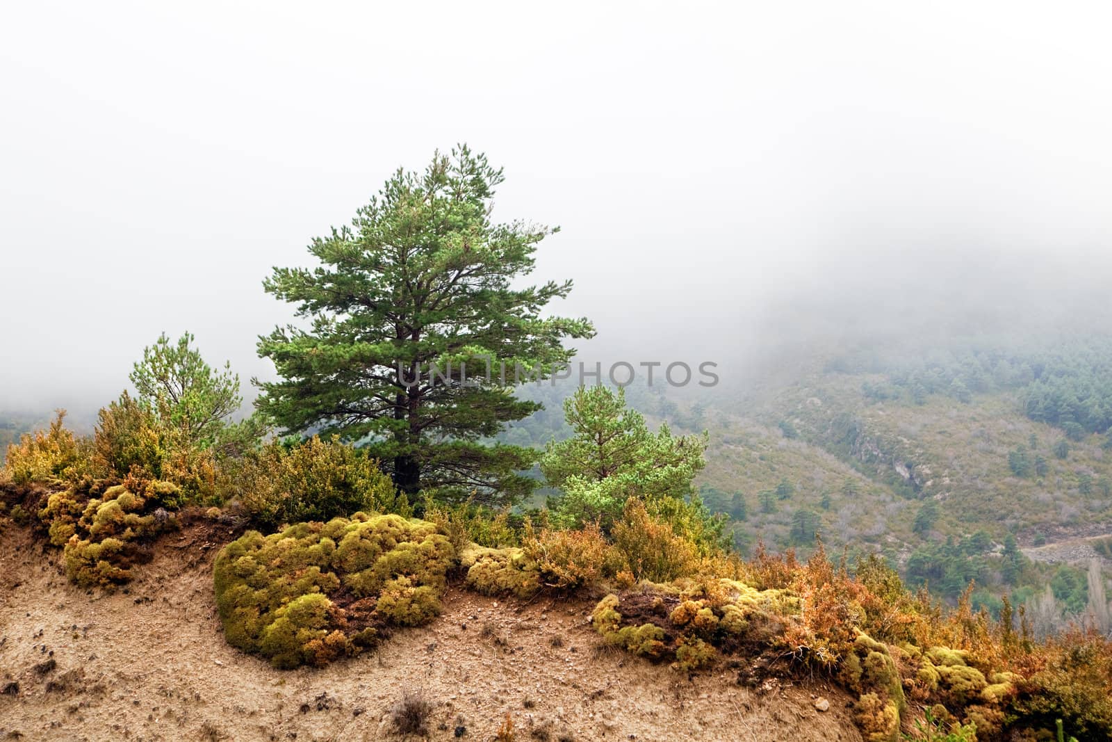 Detail misty mountain landscape with pine-tree