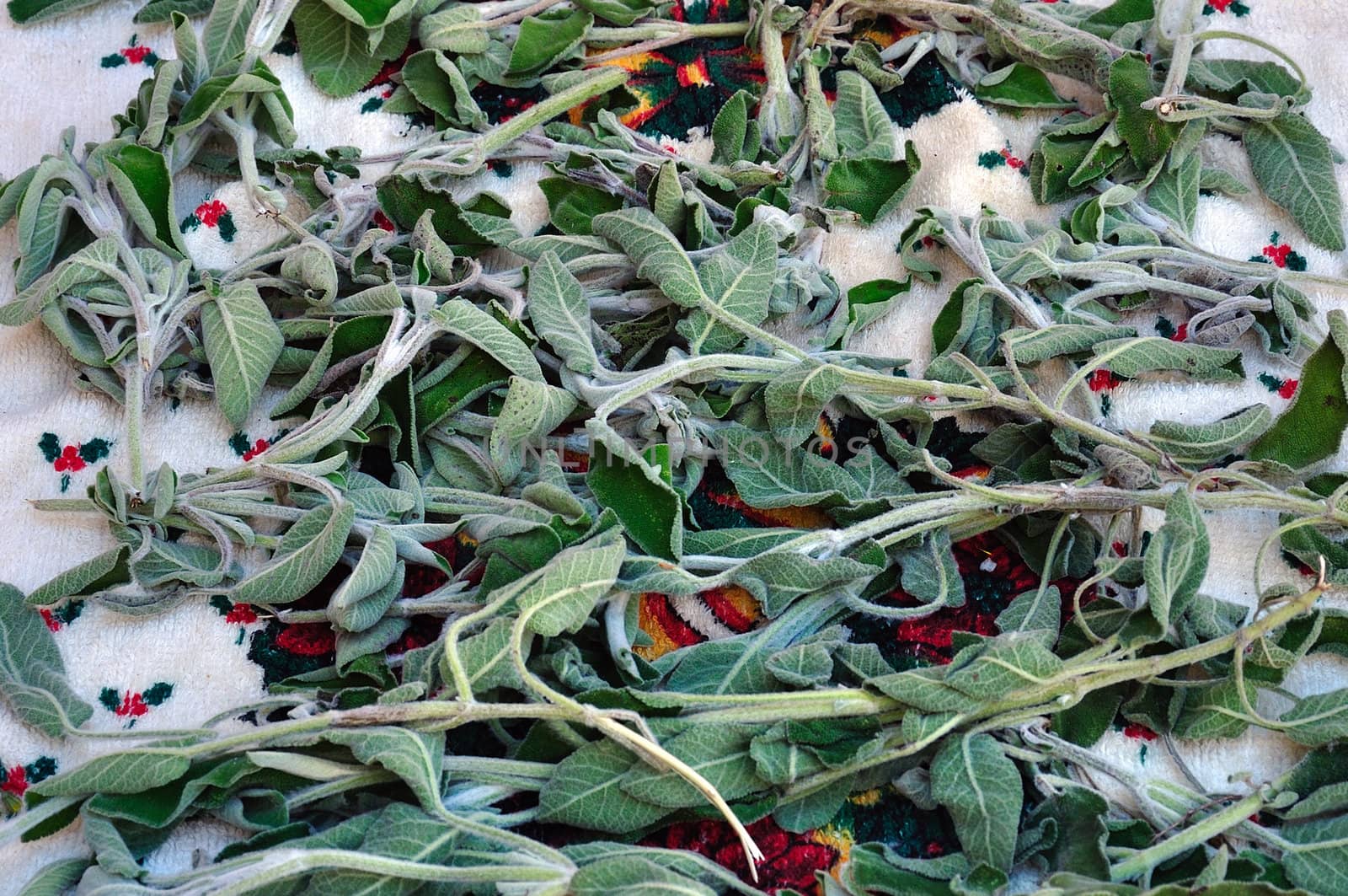 Fresh organic sage plant leaves left to dry on a towel.