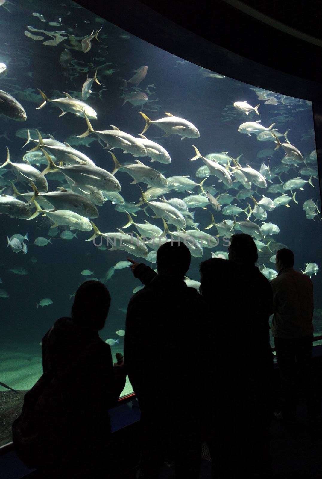 Aquarium by carloscastilla