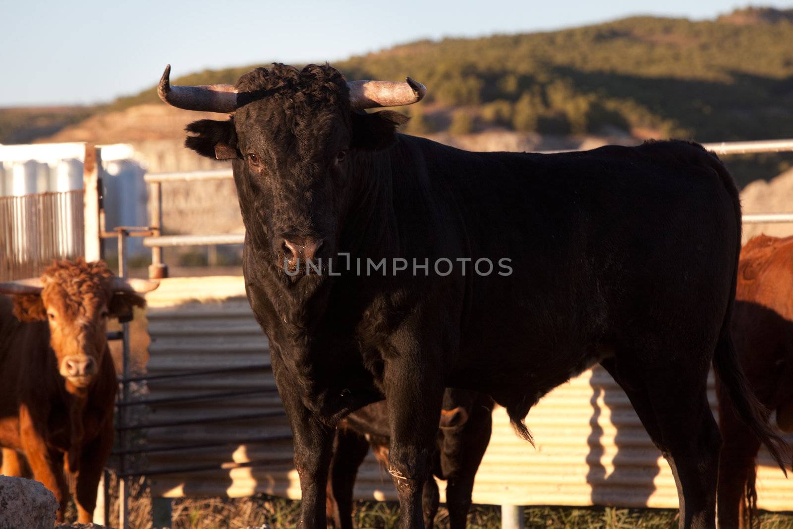 Close up image of black bull on a farm