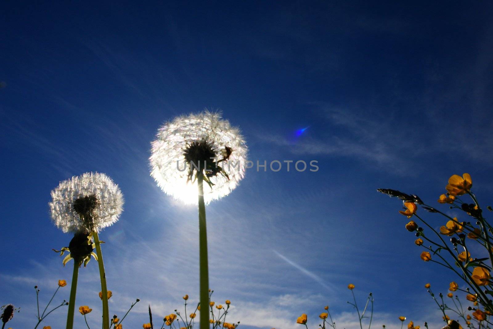 beautiful spring flowers blow balls against sky and sun