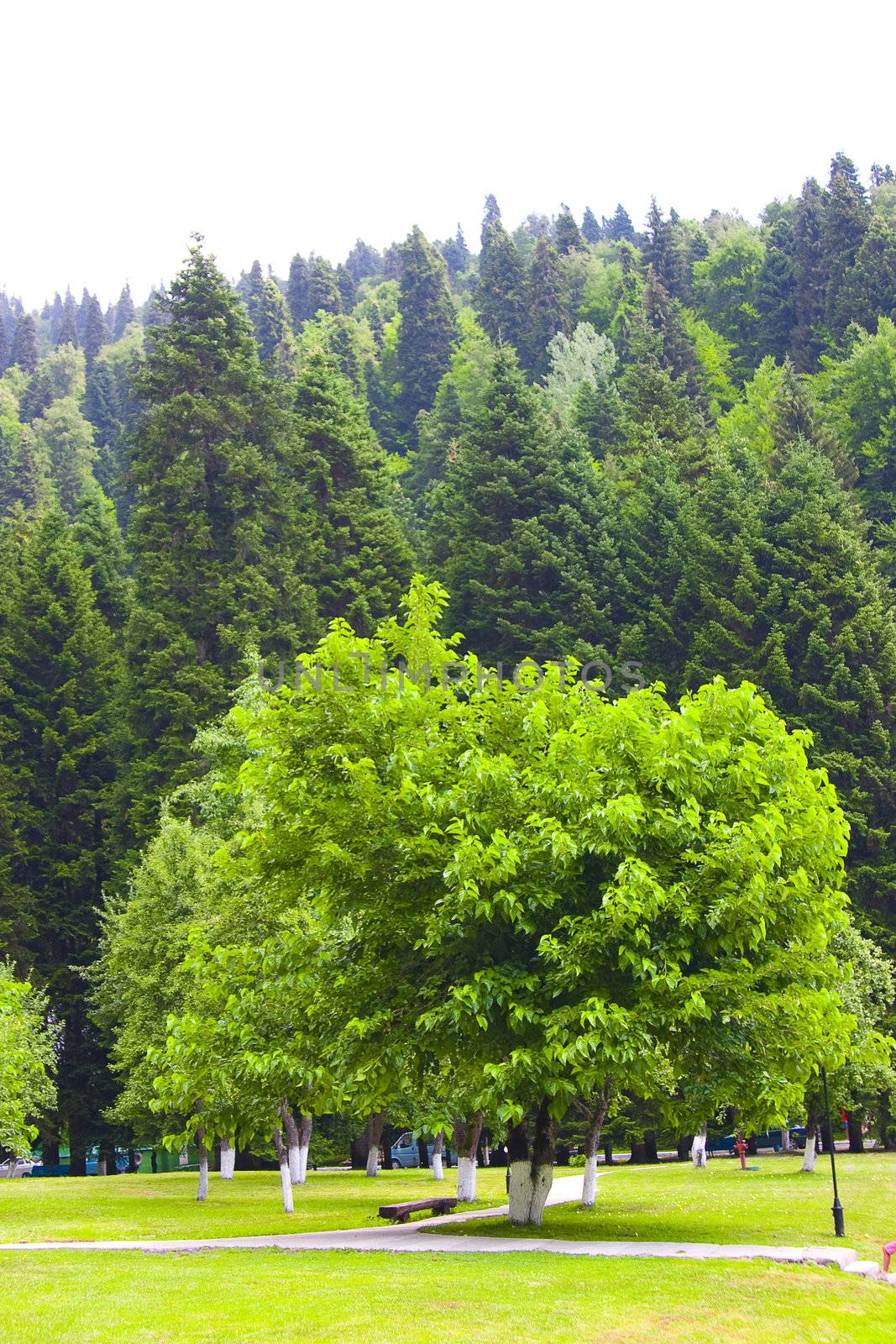 Green tree growing in city park on a background of mountains covered by vegetation