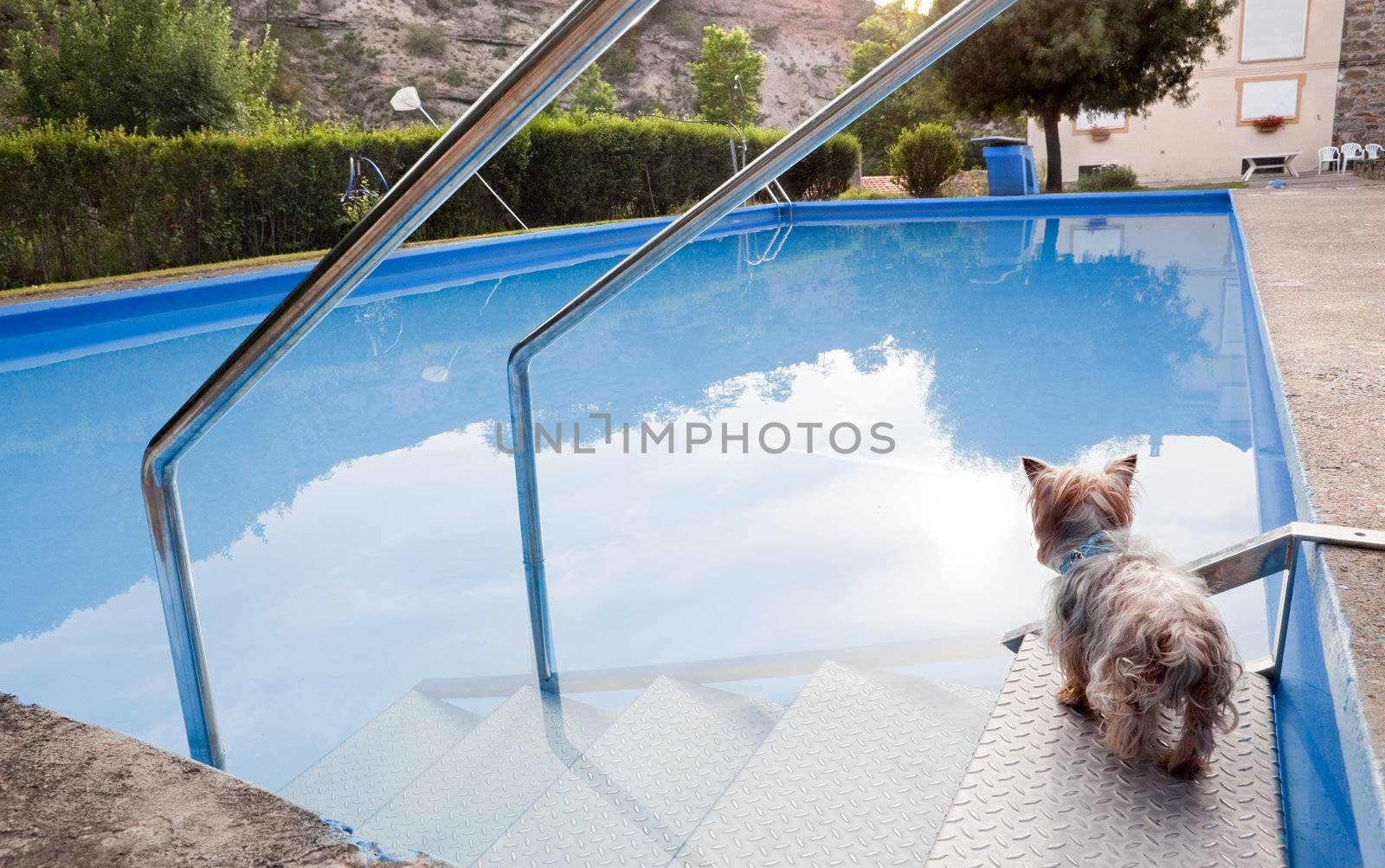Dog thinking about taking a dip in the pool