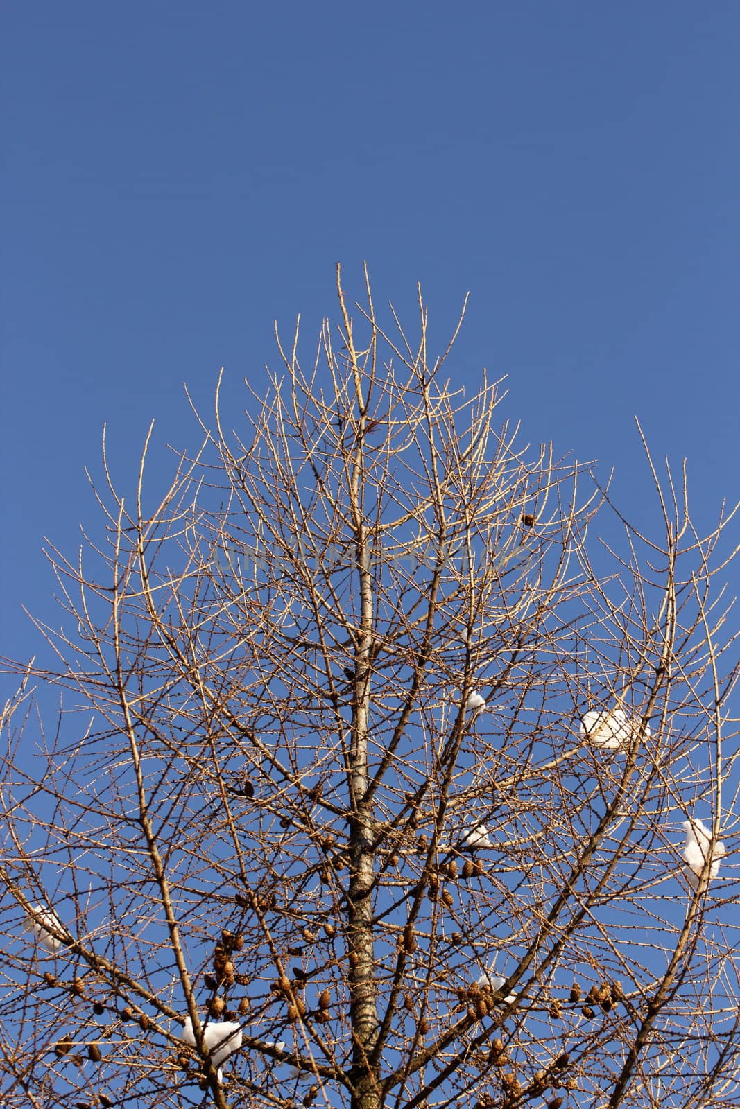 the larch is the only coniferous in Europe witch stay leafless during the winter period