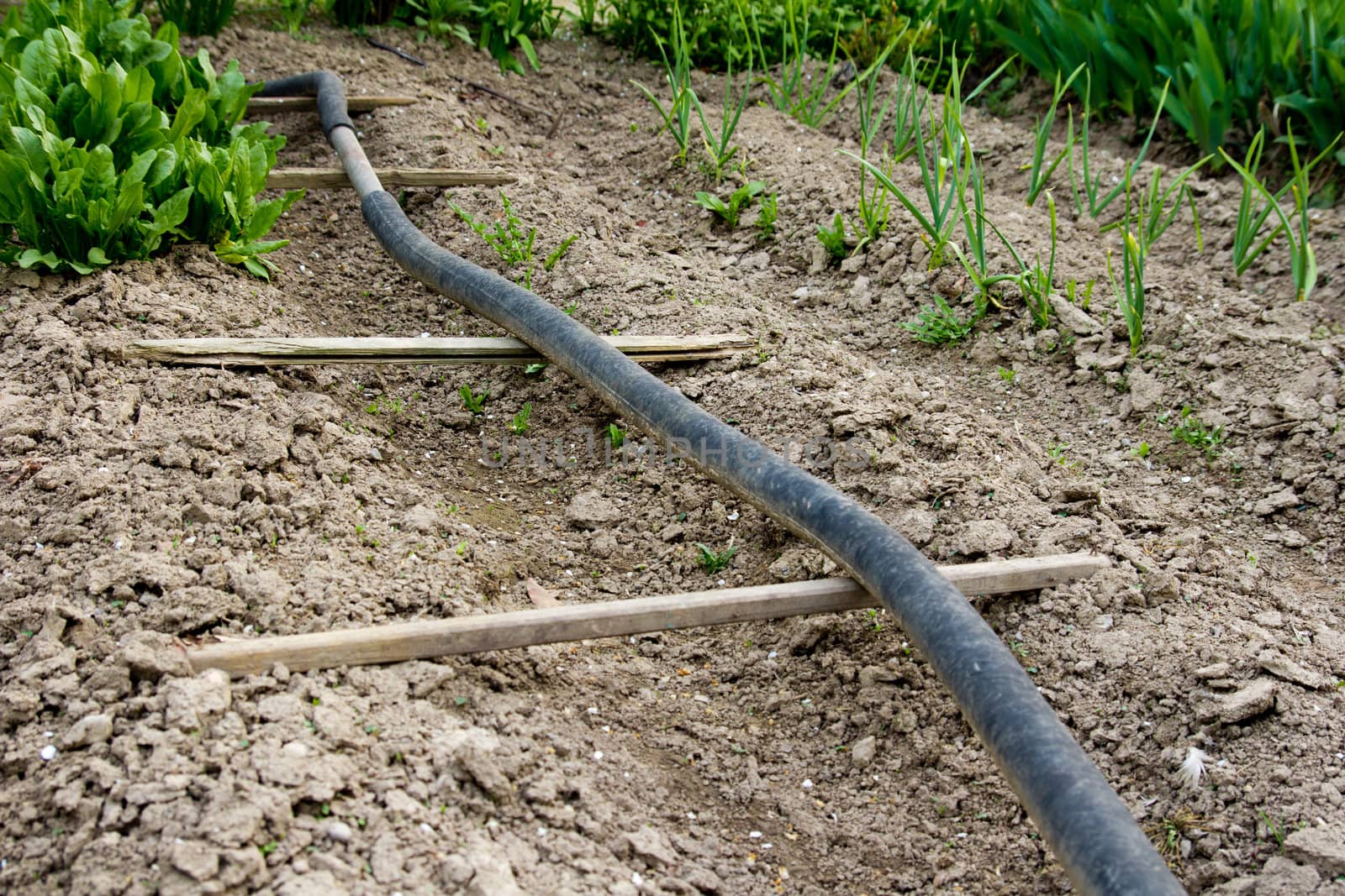 Rubber hose on a kitchen garden