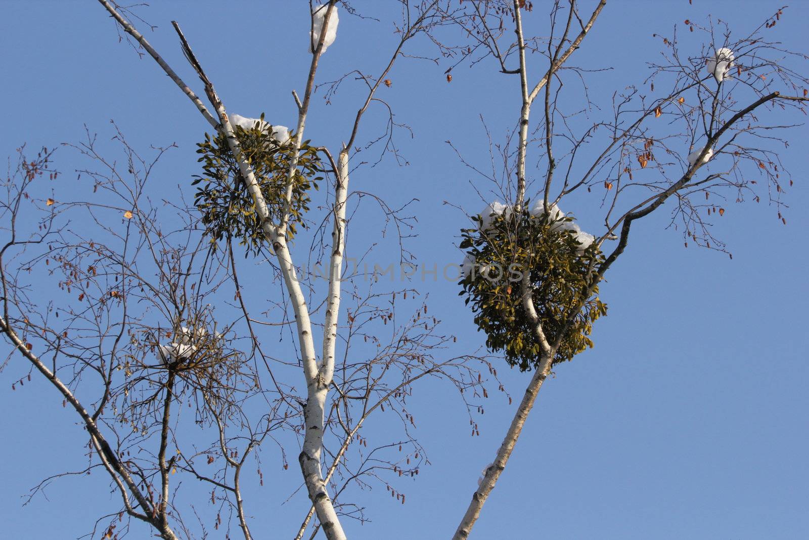 this is wild mistletoe, two of them kissing in the sky