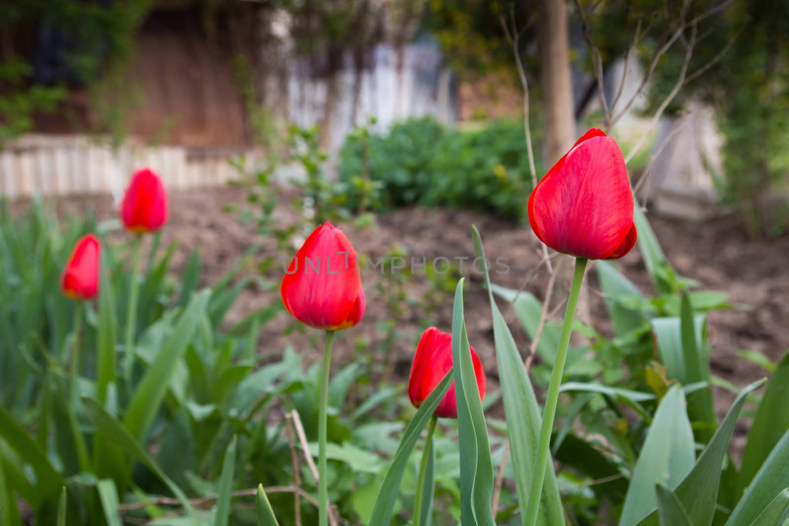 Beautiful red tulips on the nature