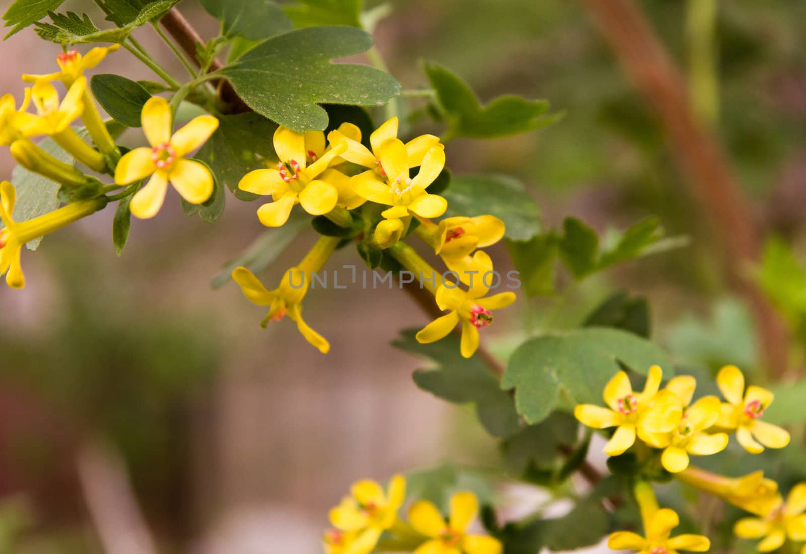 Beautiful yellow florets on the nature