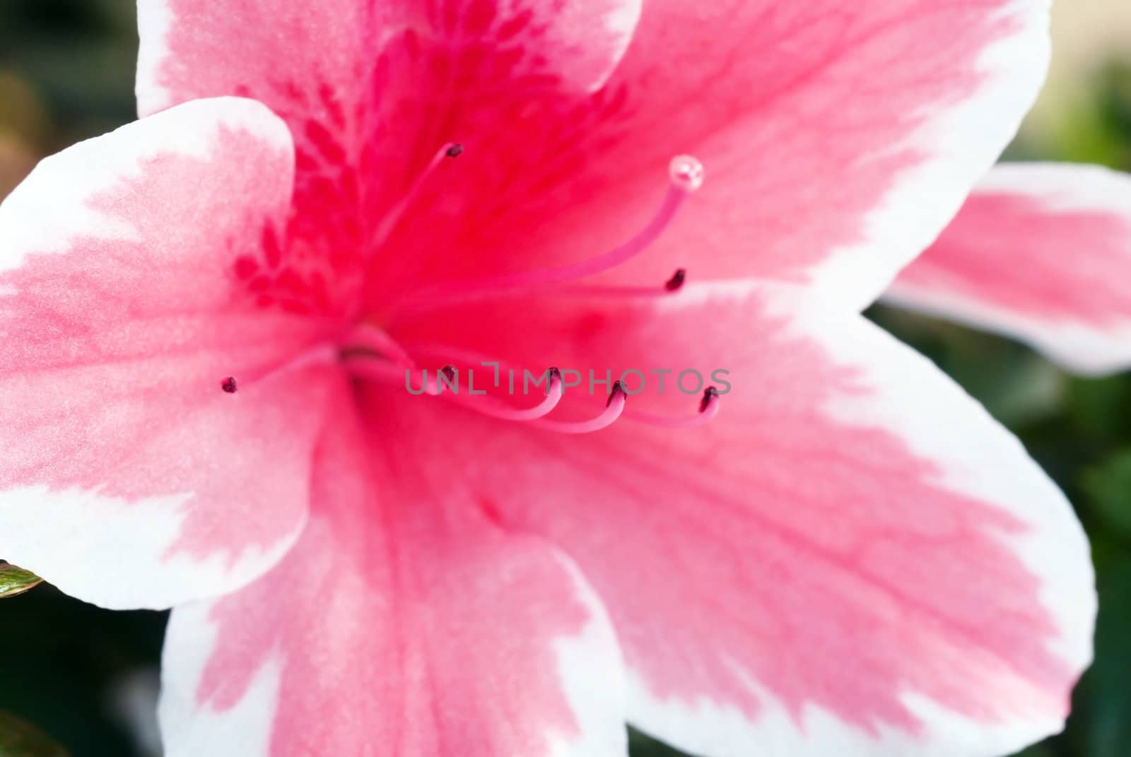 Pink Azalea flower by simply