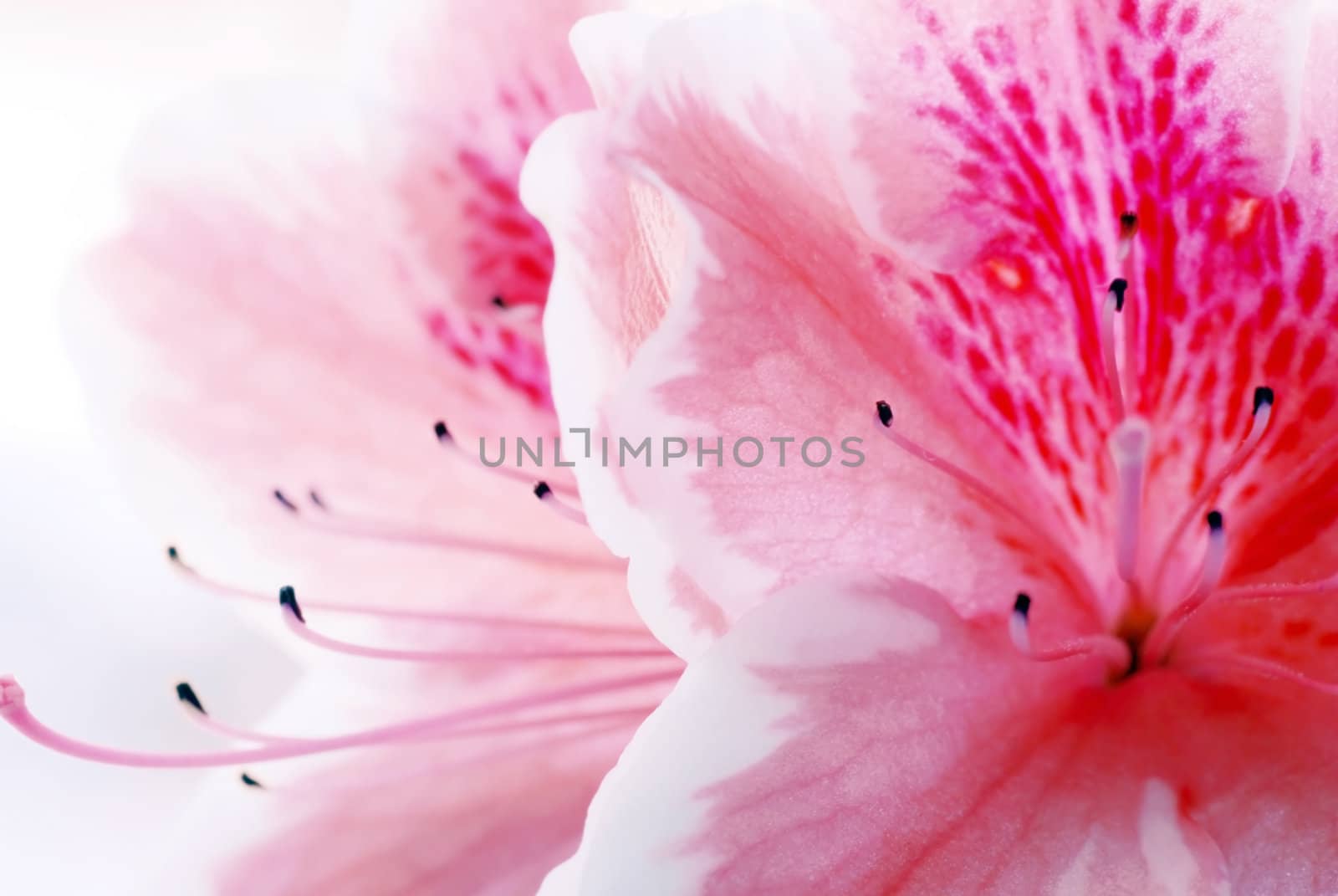 beautiful blooming pink Azalea flower closeup macro