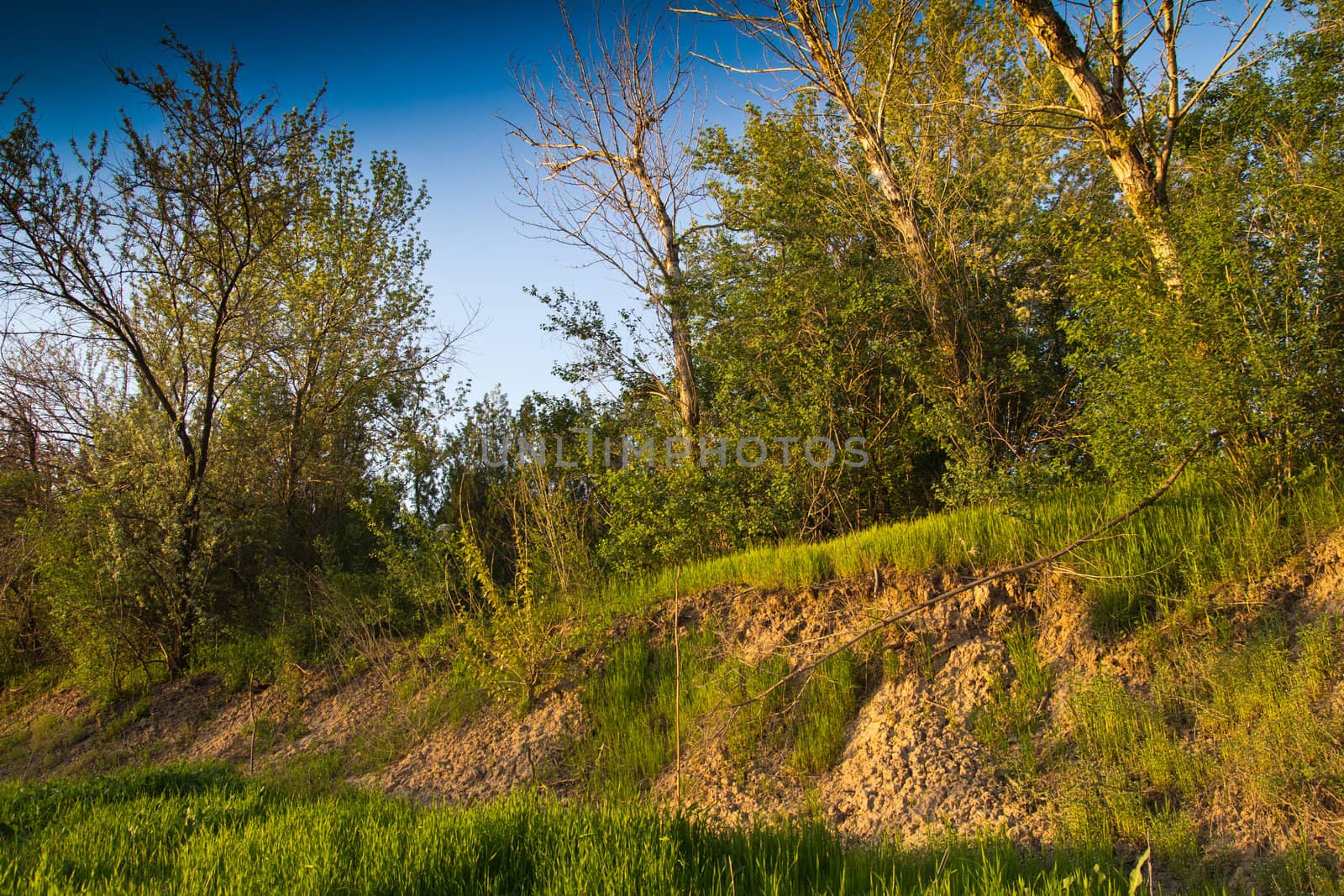 Trees on a hill in the spring in evening beams of the sun