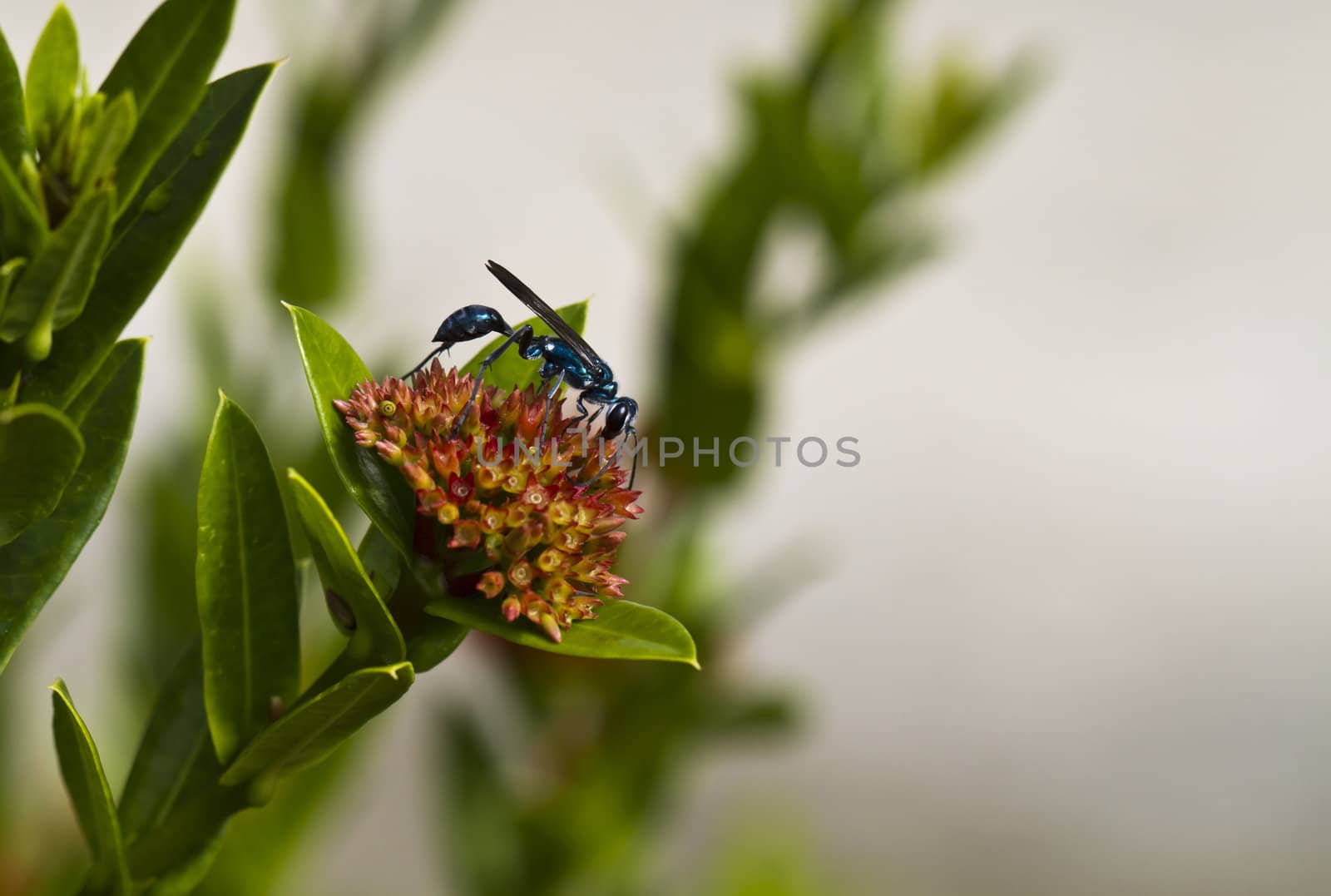 Blue wasp on ixora flower with blurry background