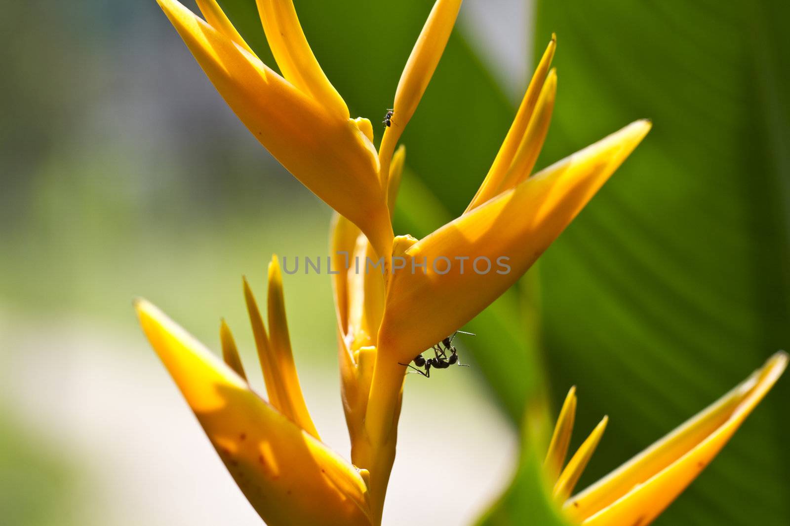  Ants on Heliconia by azamshah72