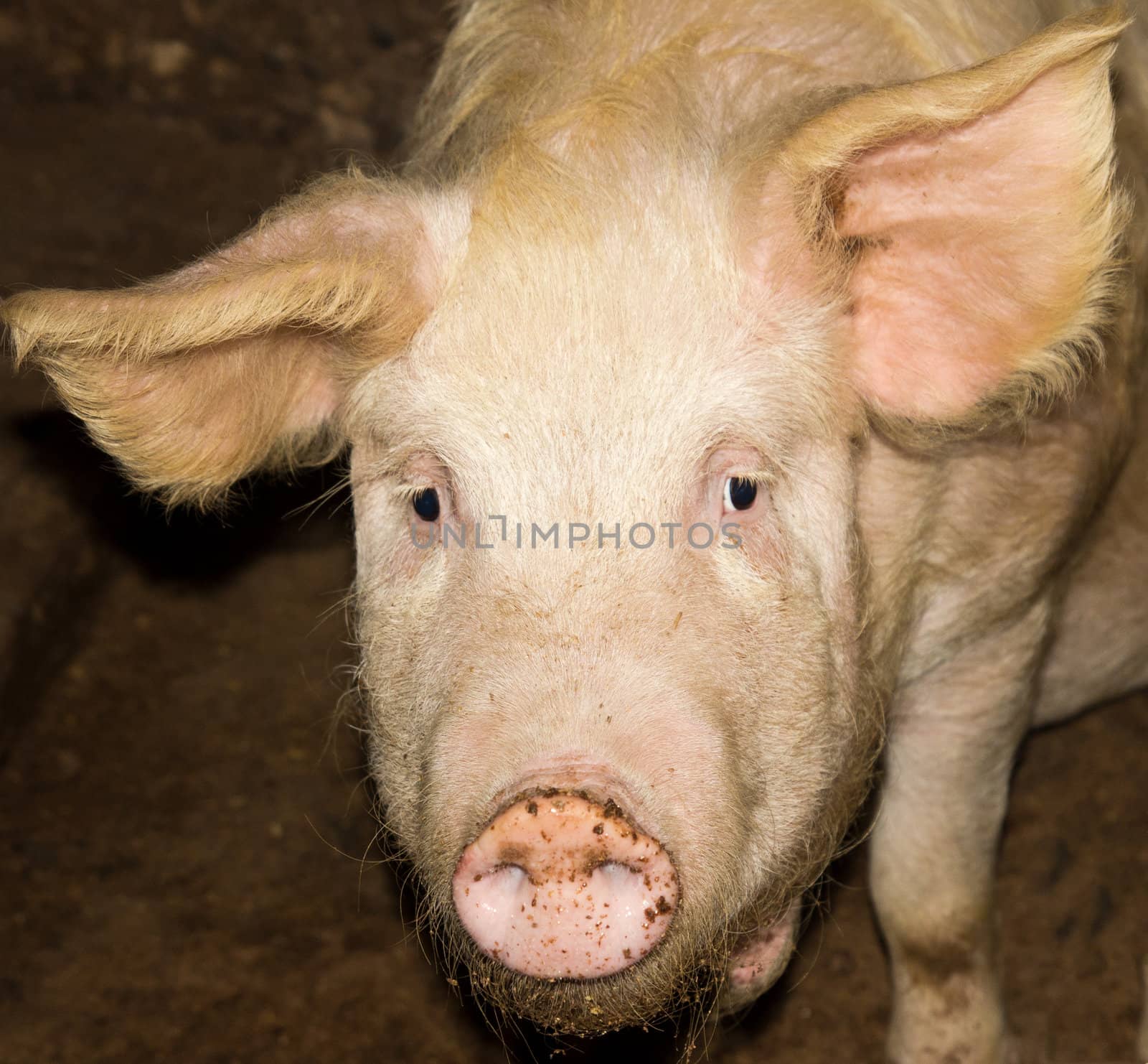 Pig on a farm