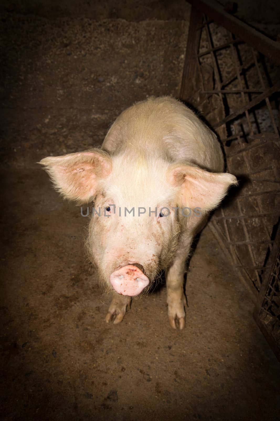 Pig on a farm