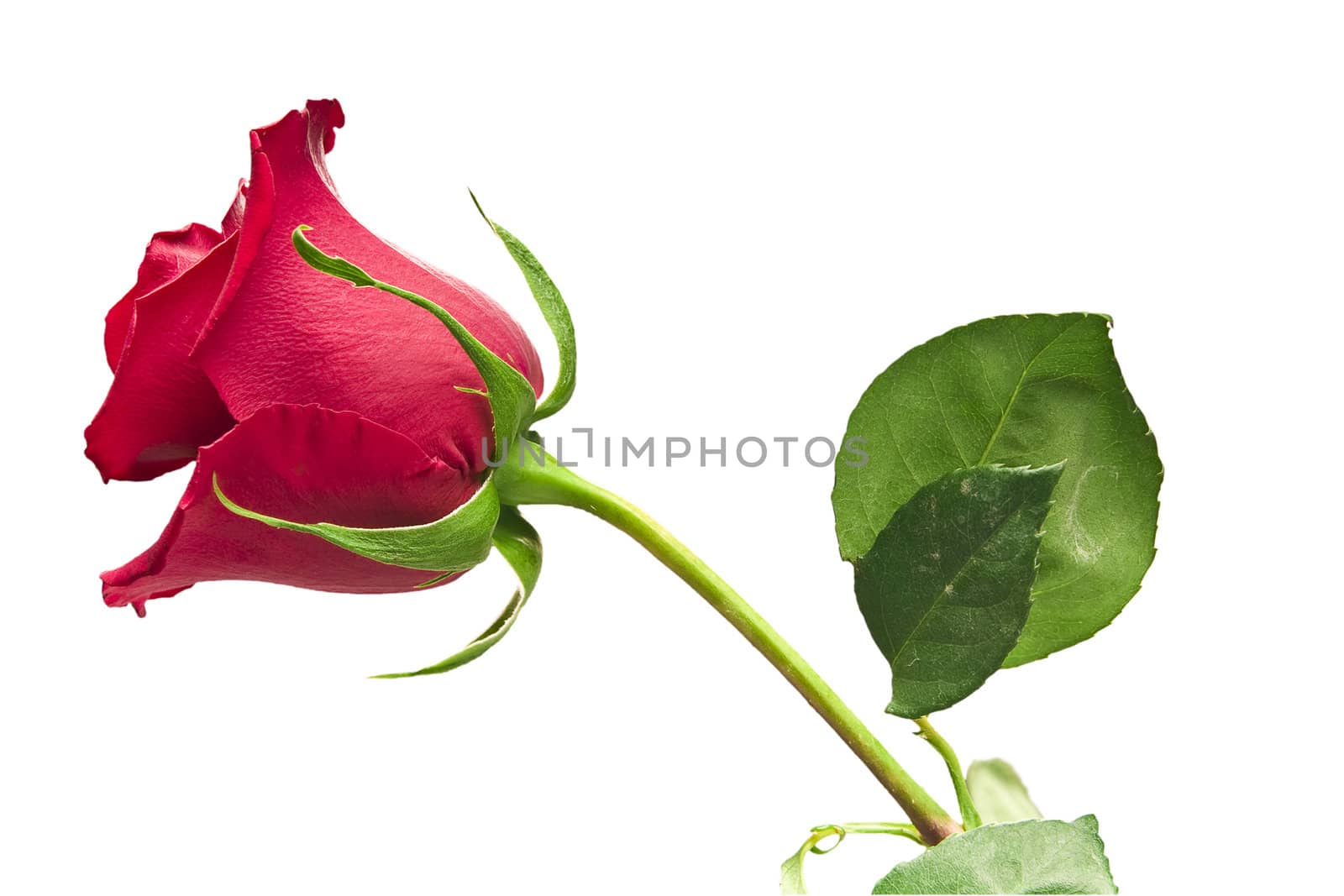 scarlet flowering rose with a bright green foliage on a white background