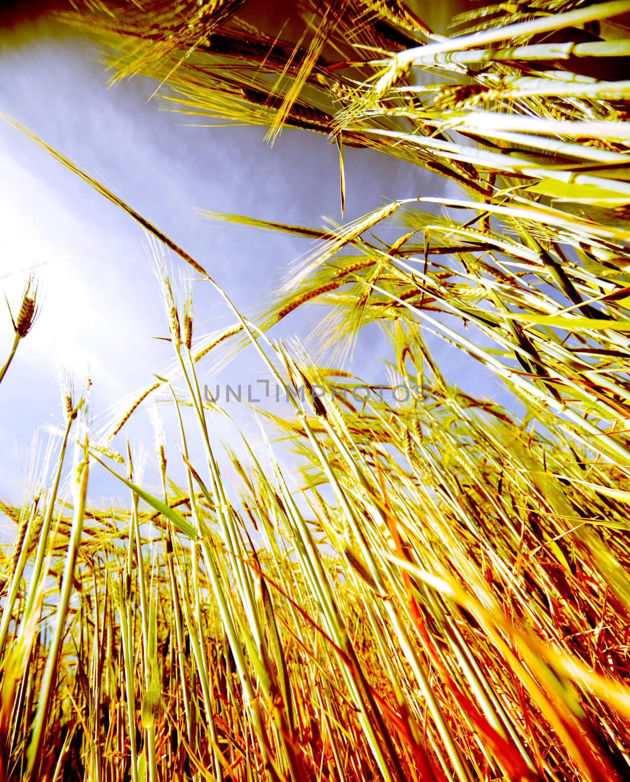 abstract Wheat field by carloscastilla