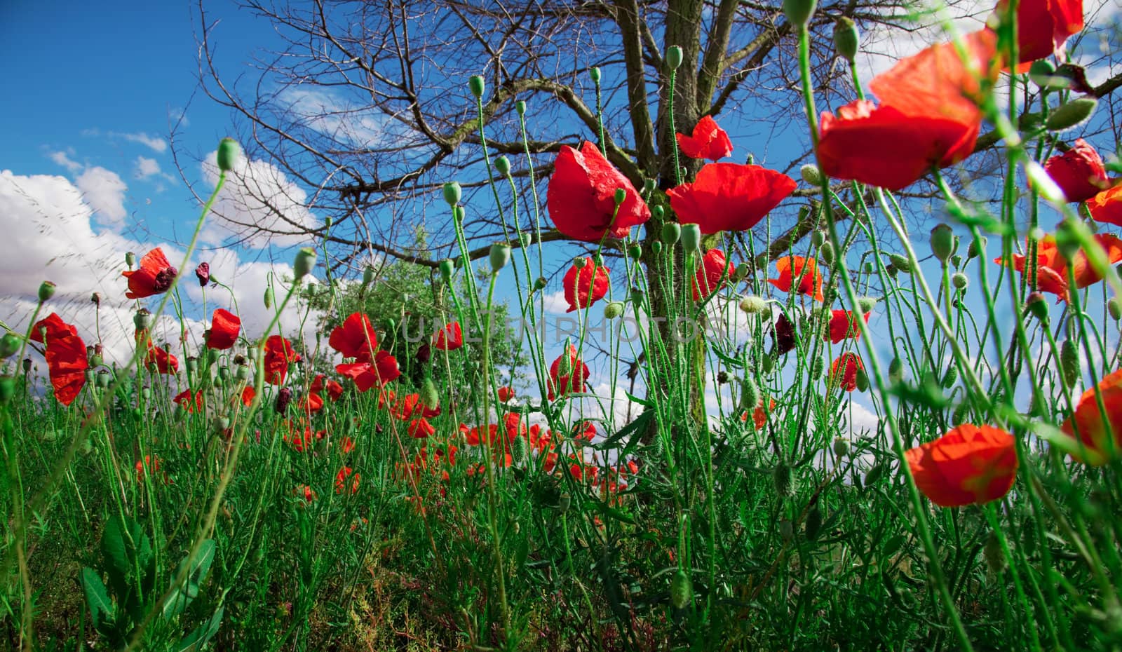 Idilic image of field of poppies