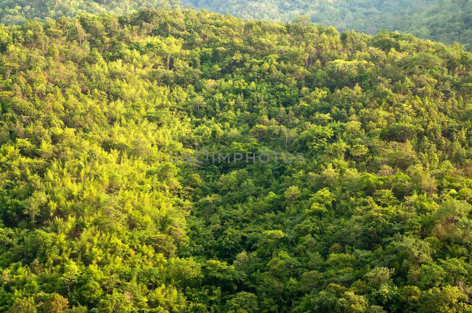 View of forrest of green pine trees on mountainside