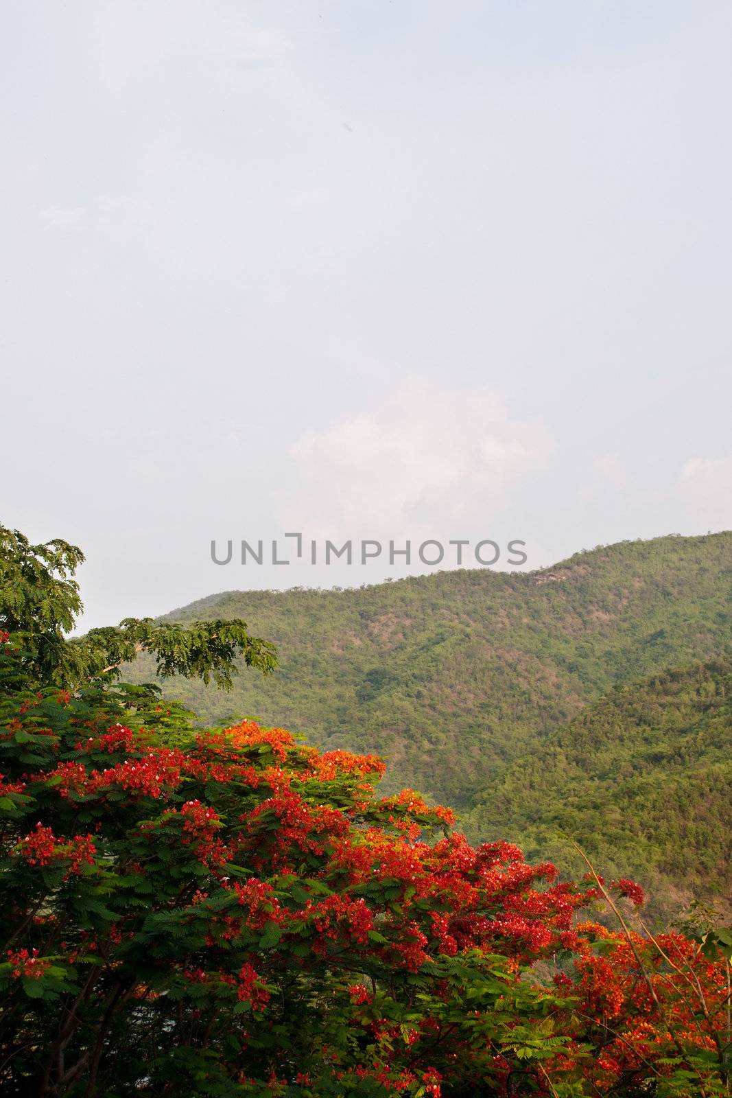 View of forrest of green pine trees on mountainside by Yuri2012