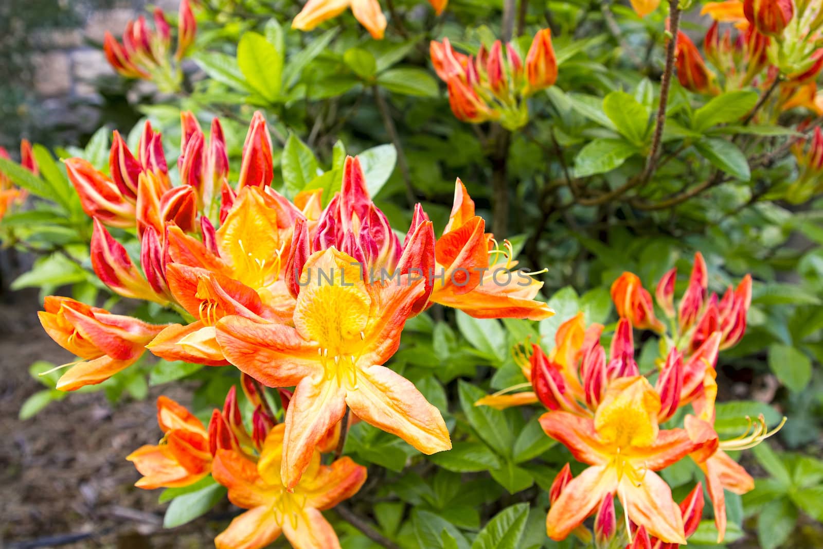 Azalea Mollis Flowers Blooming in Spring