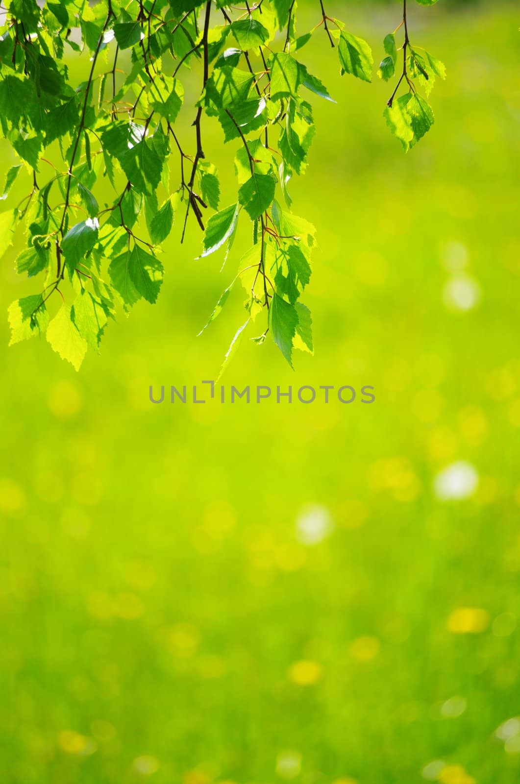 green leaves foliage at springtime outside in the nature