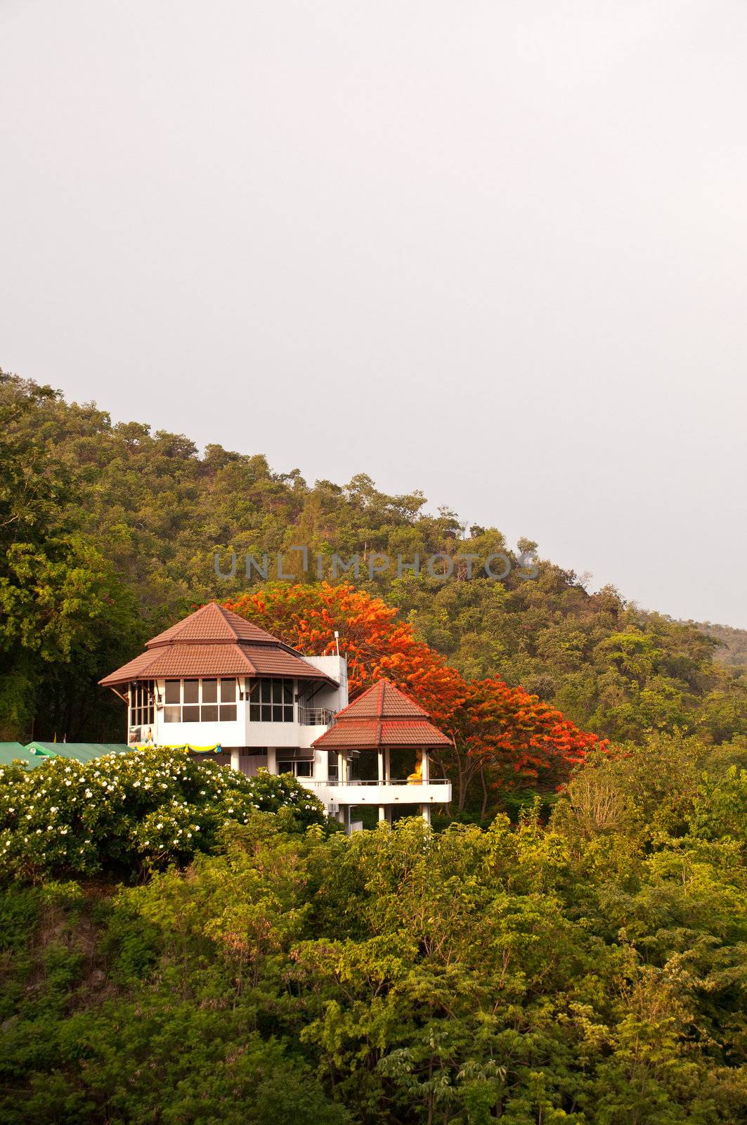 View of forrest of green pine trees on mountainside