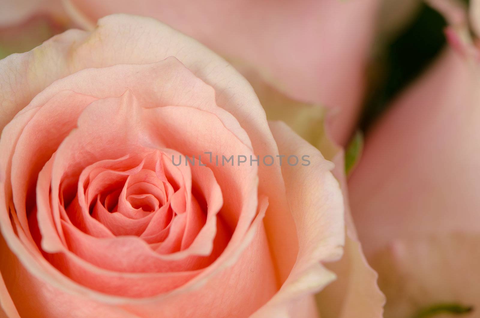 Pink rose flower background, top view closeup.