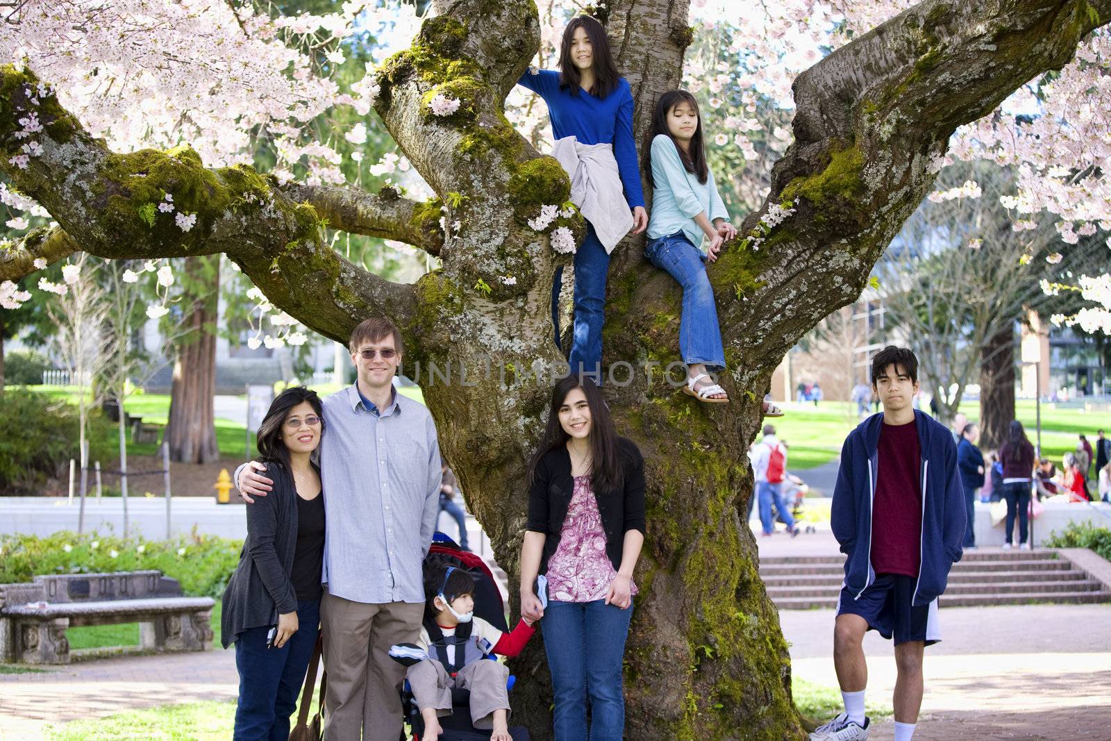 Family of seven by large cherry tree in full bloom by jarenwicklund