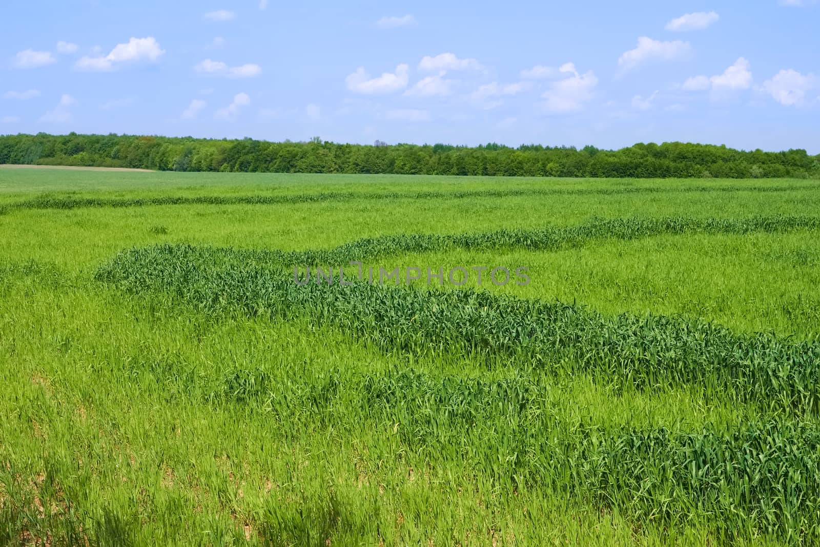 Rural spring landscape  by qiiip