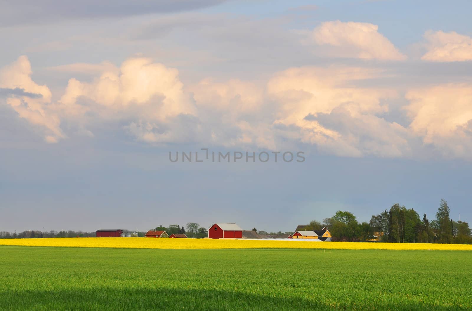 Green wheat field and yellow rapefield with red farmhouses in the background.
