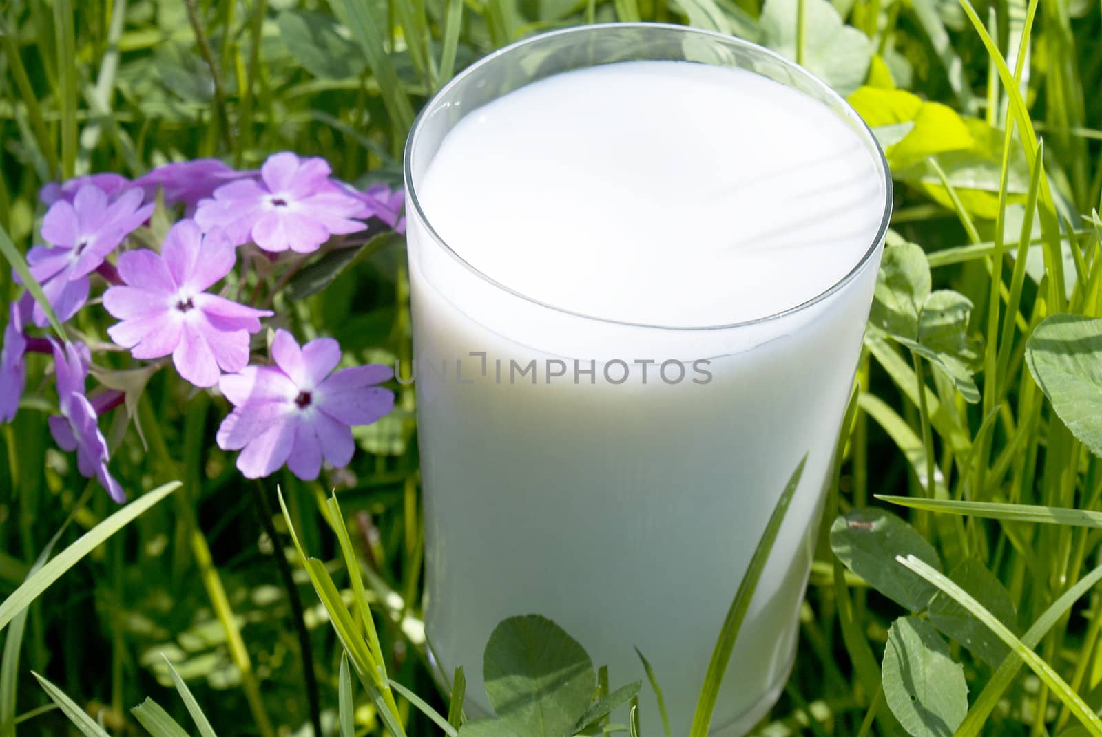 Fresh milk over green grass background