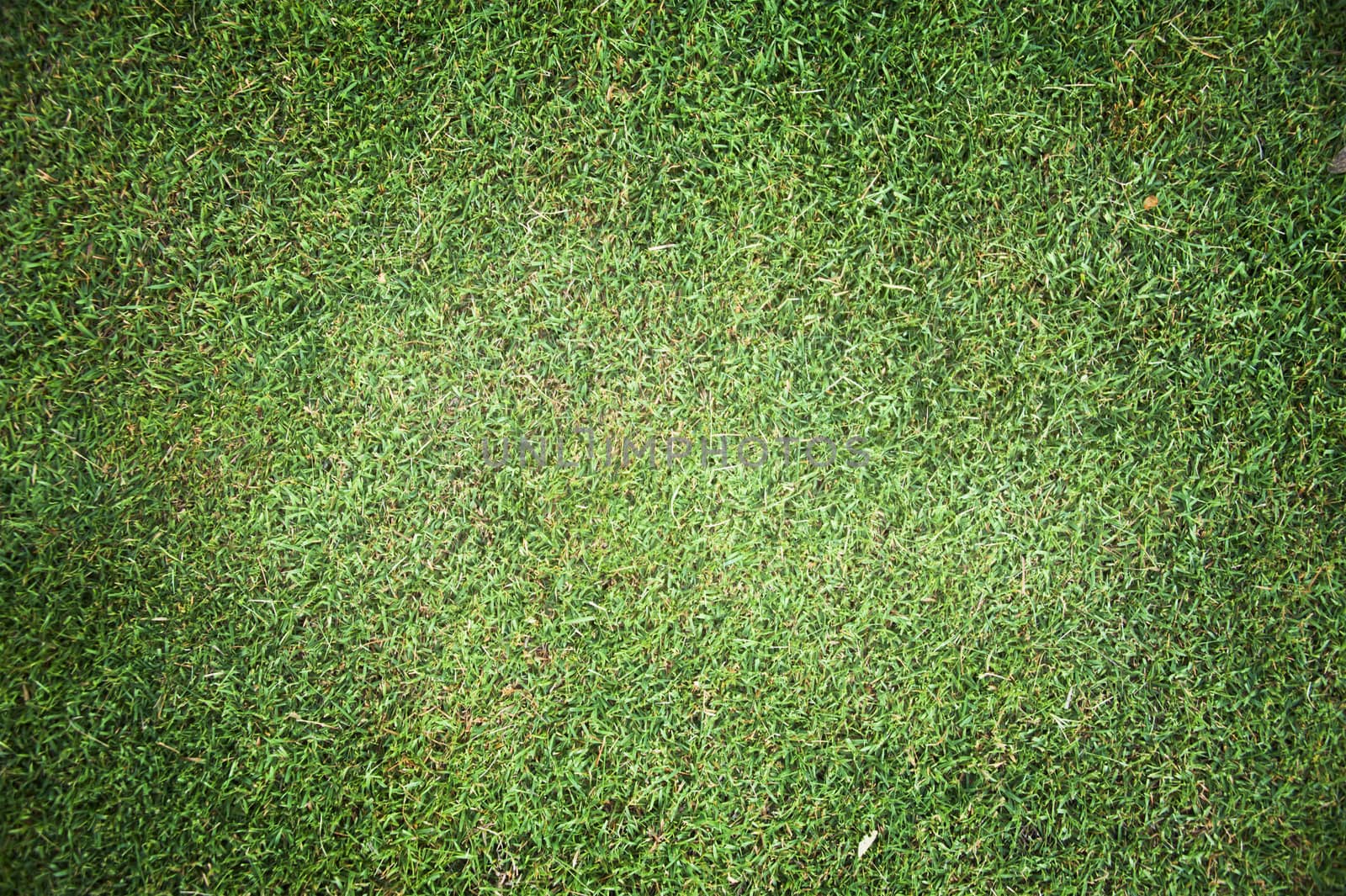 Green grass texture and background