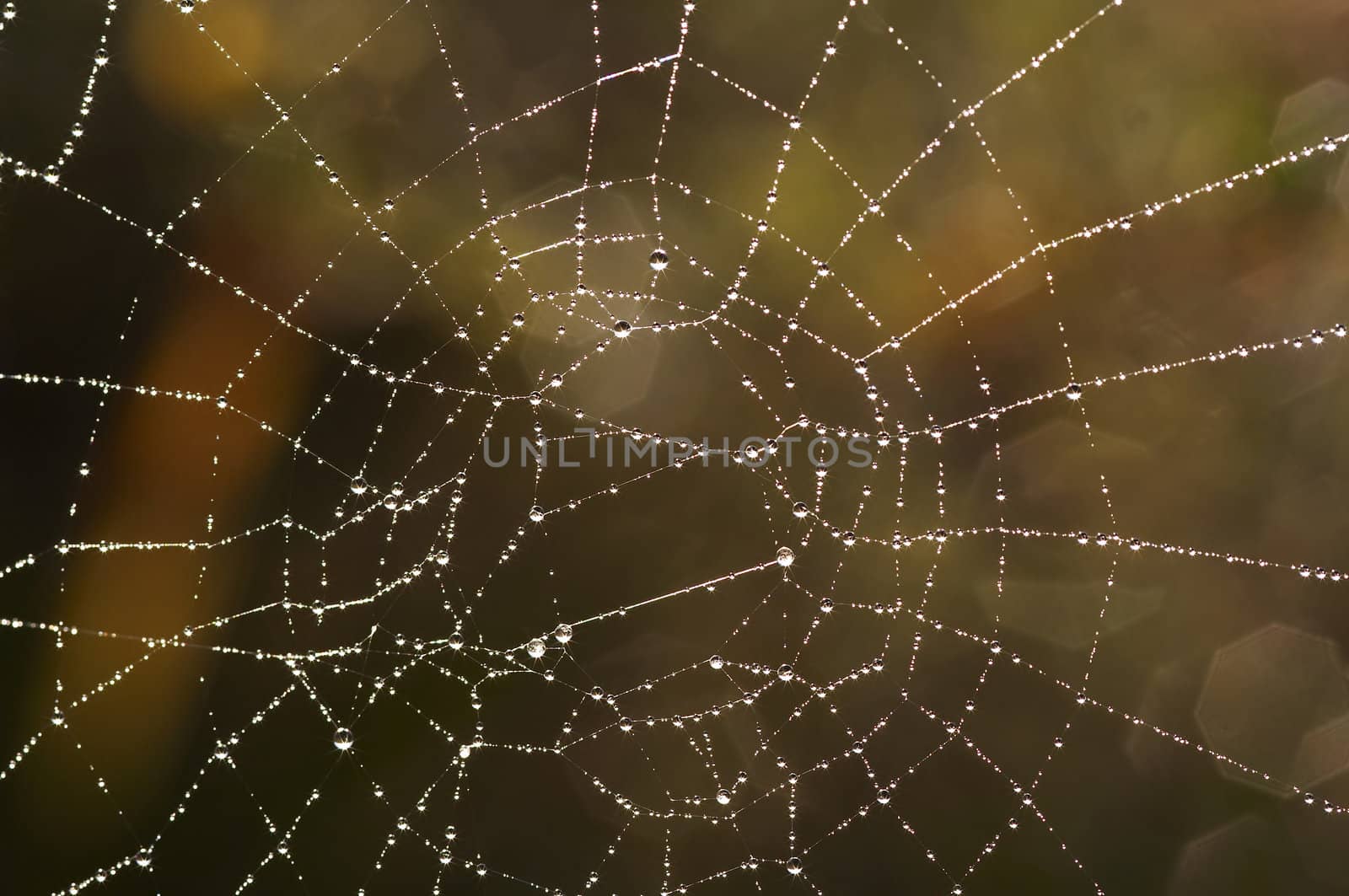 Close-up of the spider web with glistening dewdrops