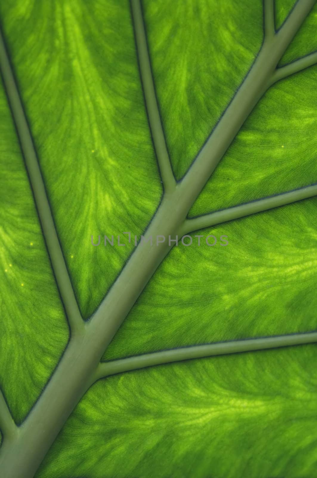 Abstract detail of the leaf