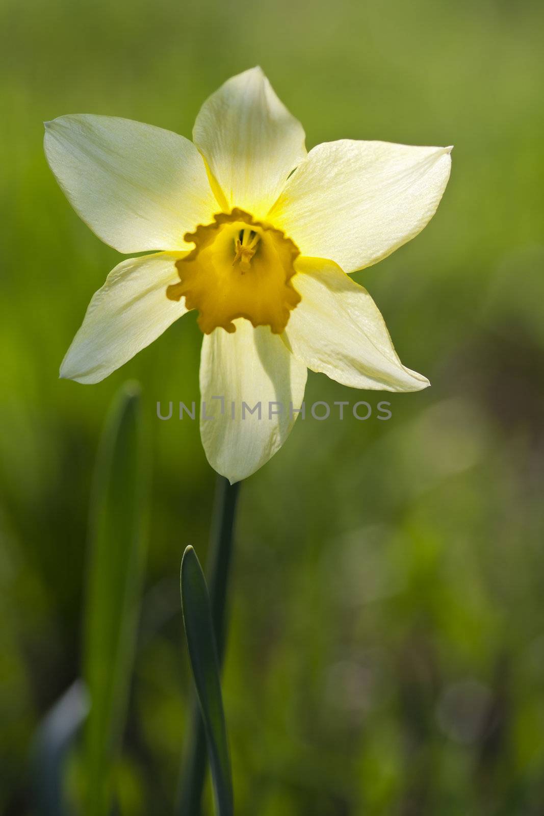 Detail of the daffodil in back light