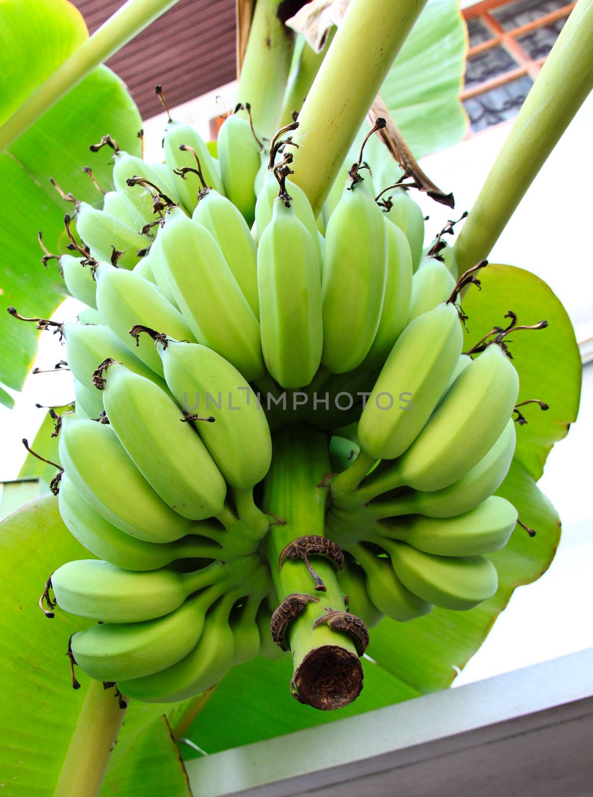 Green bananas on a tree  by nuchylee