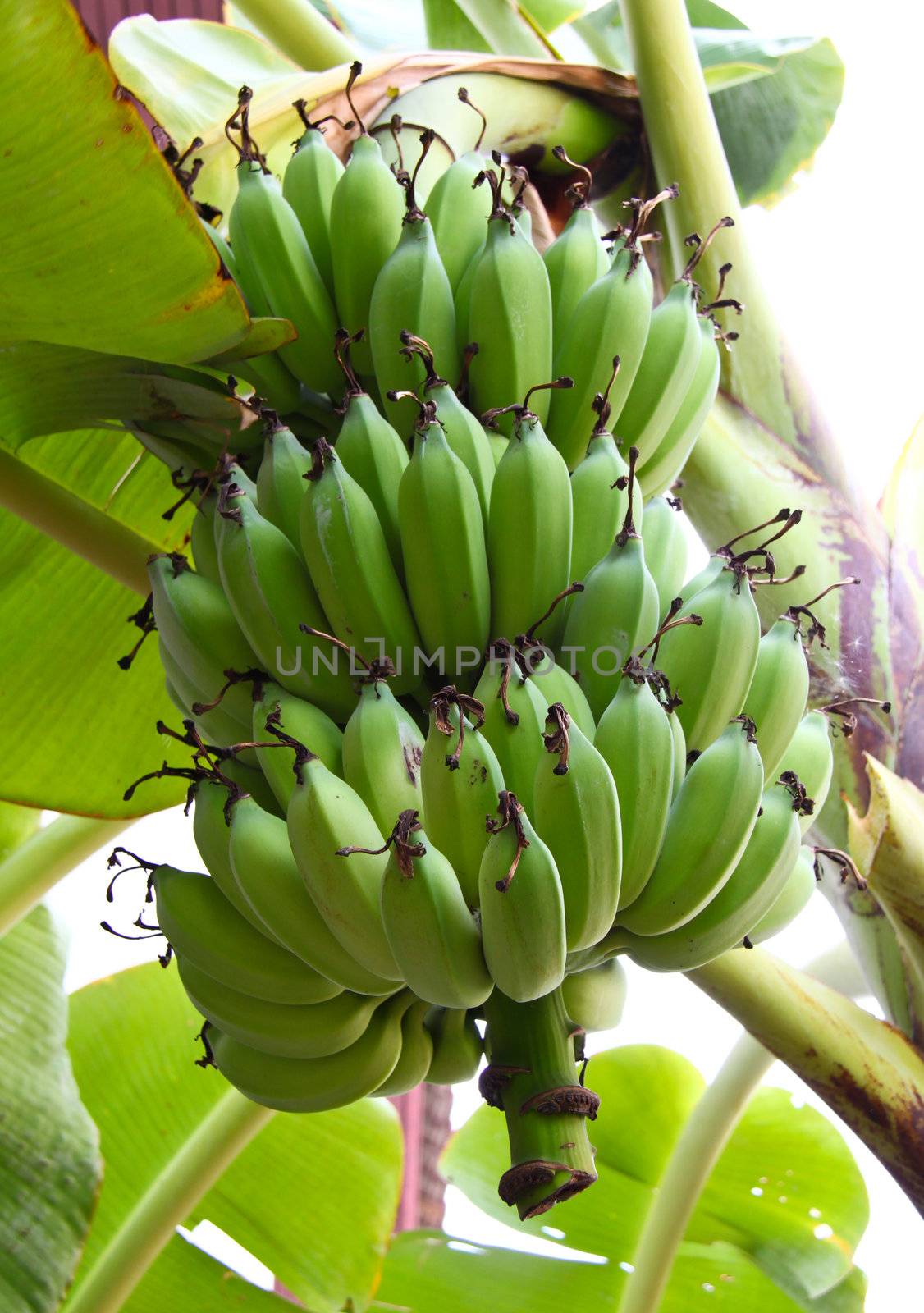 Green bananas on a tree  by nuchylee
